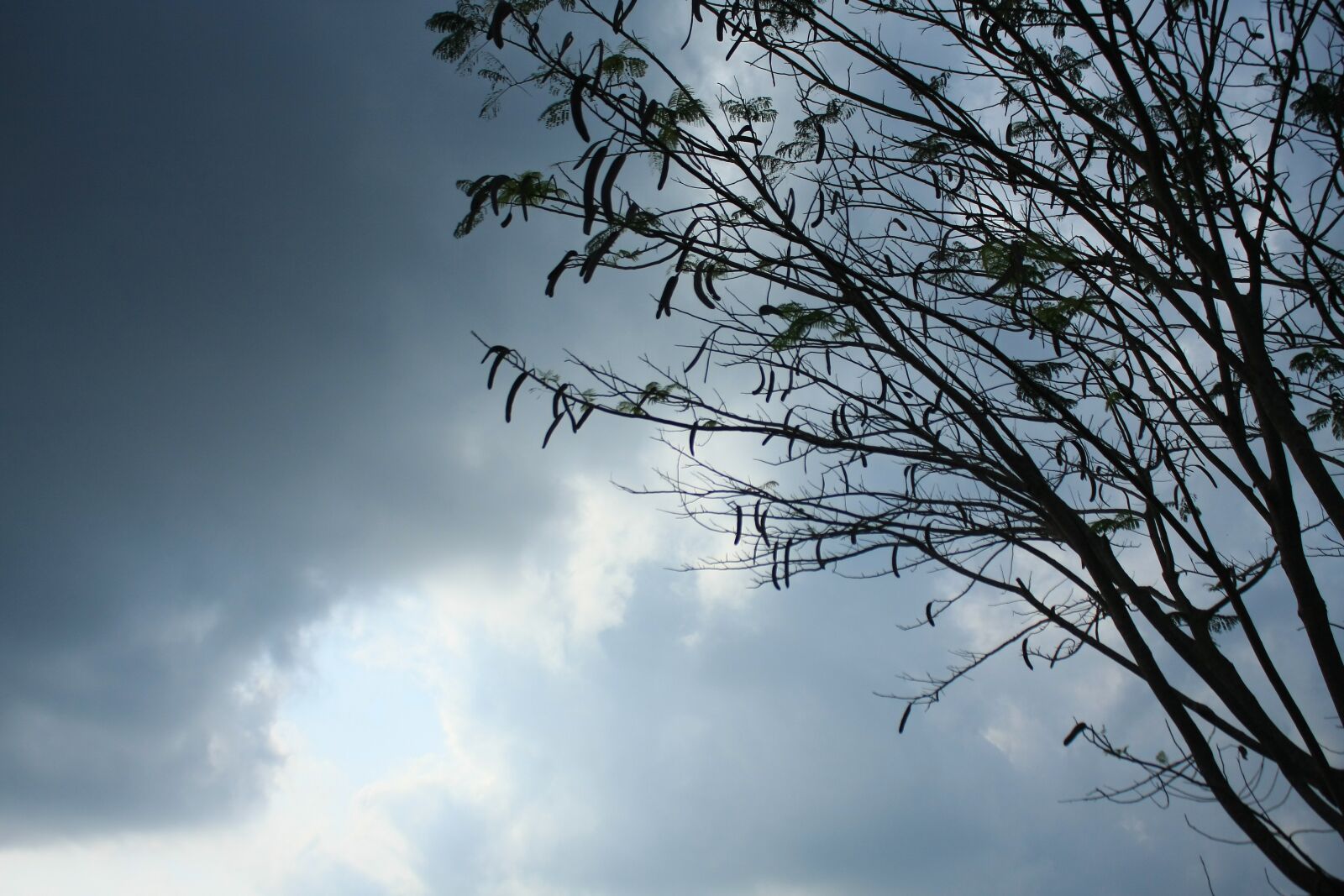 Canon EOS 40D sample photo. Tree, sky, gray photography
