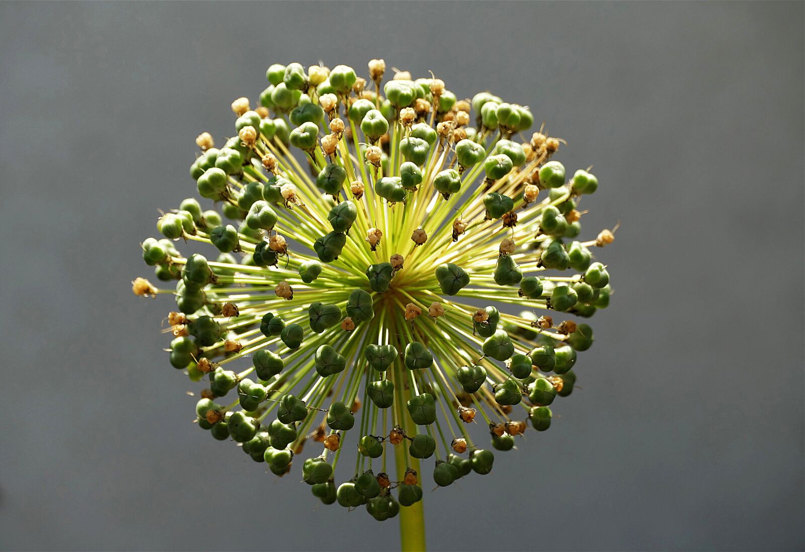 Panasonic Lumix DMC-FZ1000 sample photo. Leek, ornamental onion, blossom photography