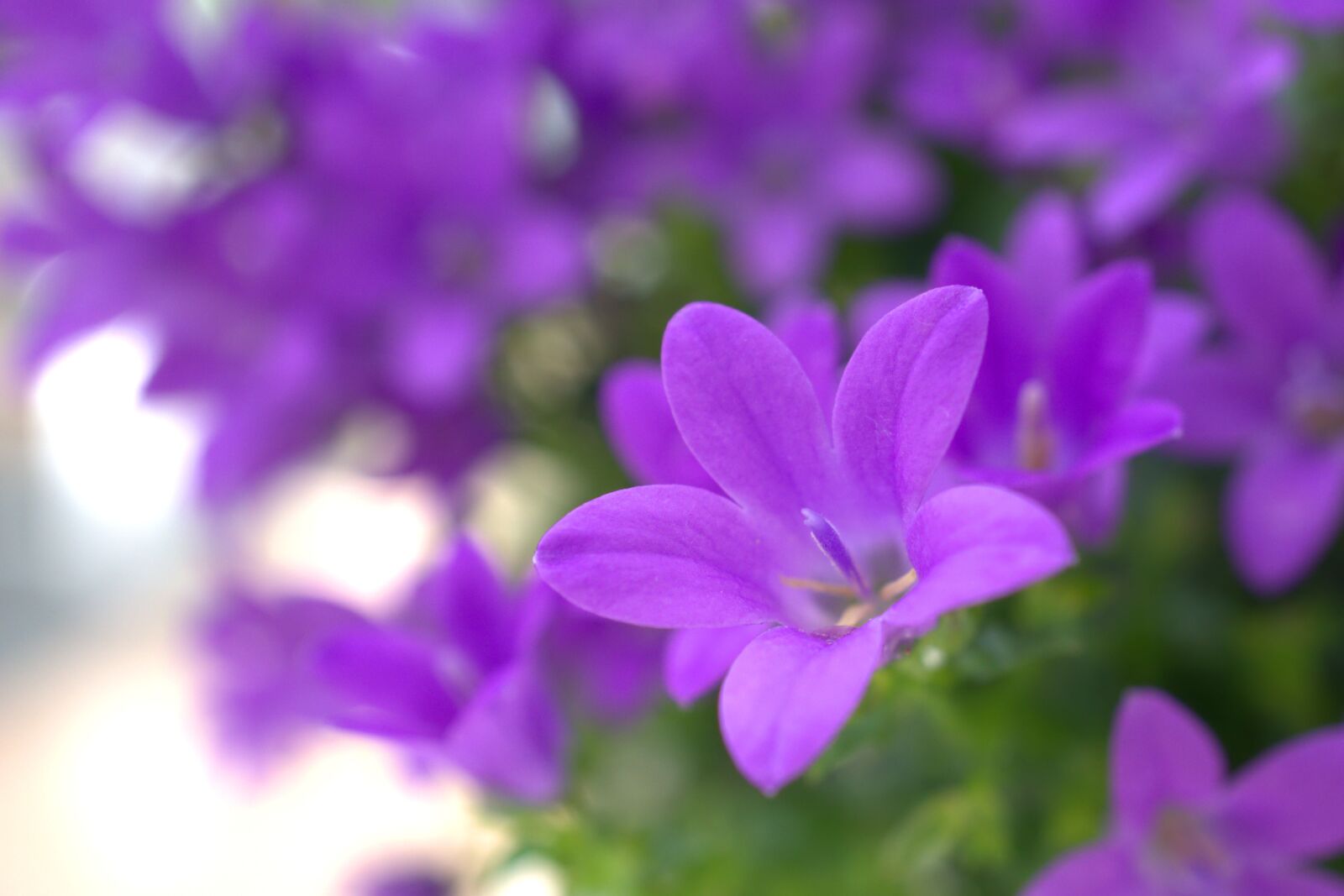 Sony E 30mm F3.5 Macro sample photo. Spring, flower, garden photography