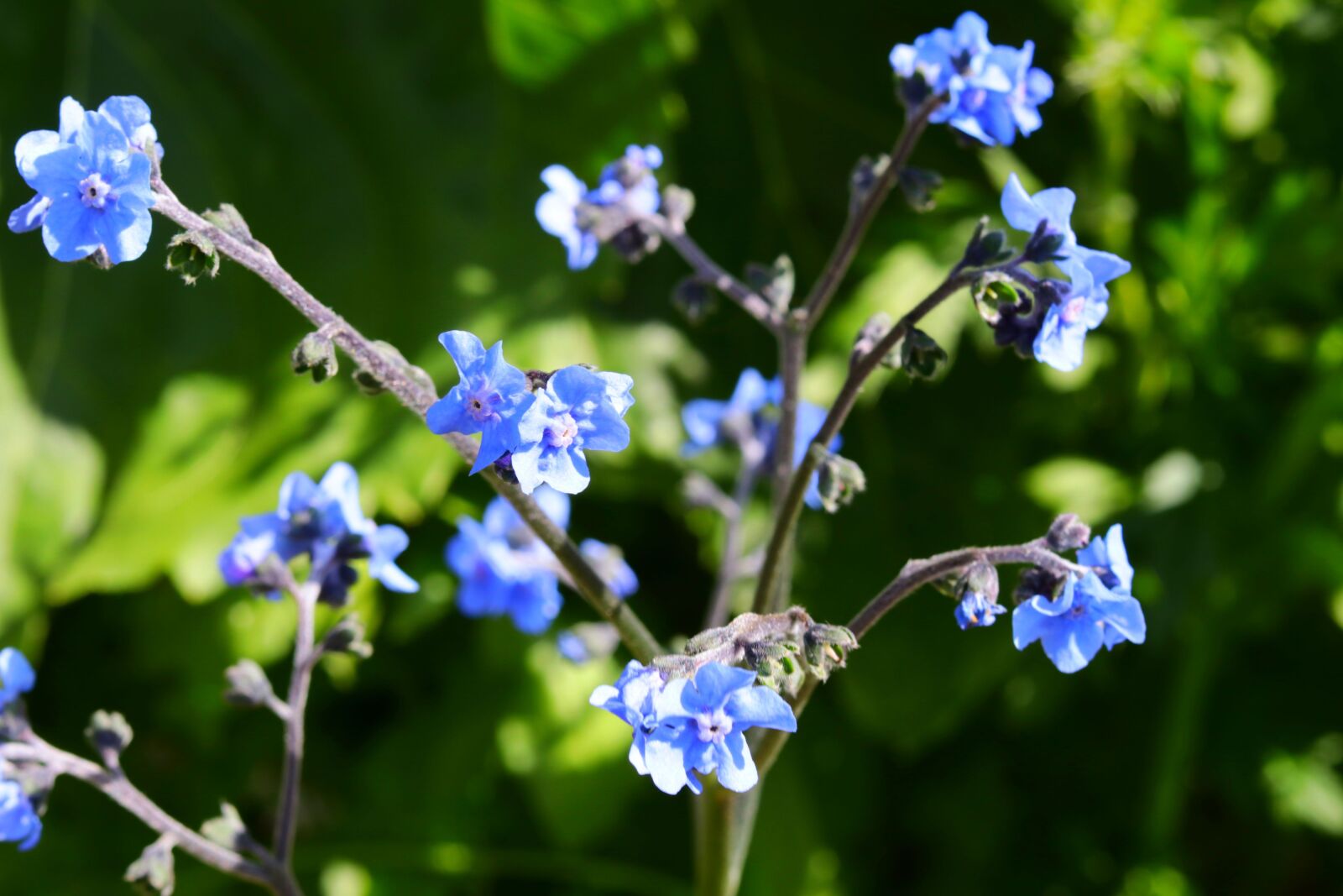Canon EOS 80D + Canon EF 50mm F1.8 STM sample photo. Blue, flowers, nature photography