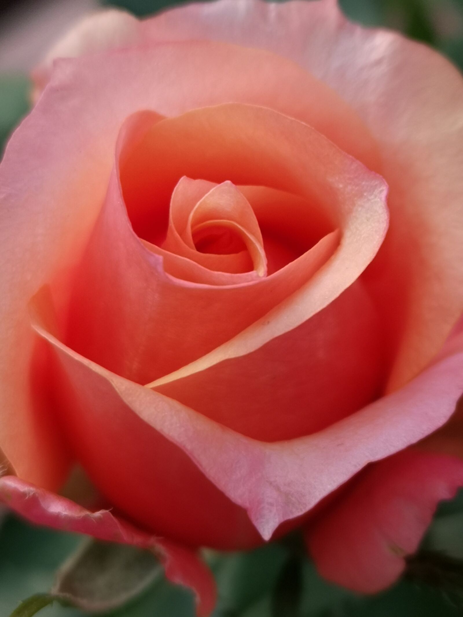 HUAWEI CLT-L09 sample photo. Flower, rose, bud photography