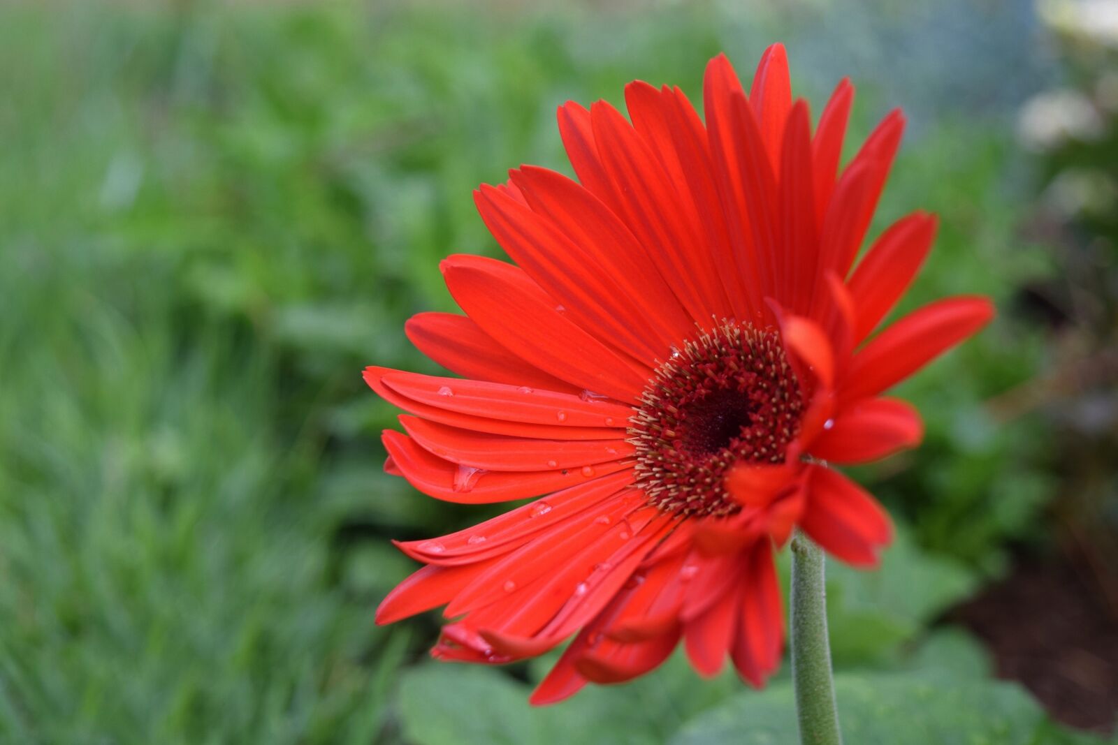 Nikon D5300 sample photo. Flower, margaret, spring photography