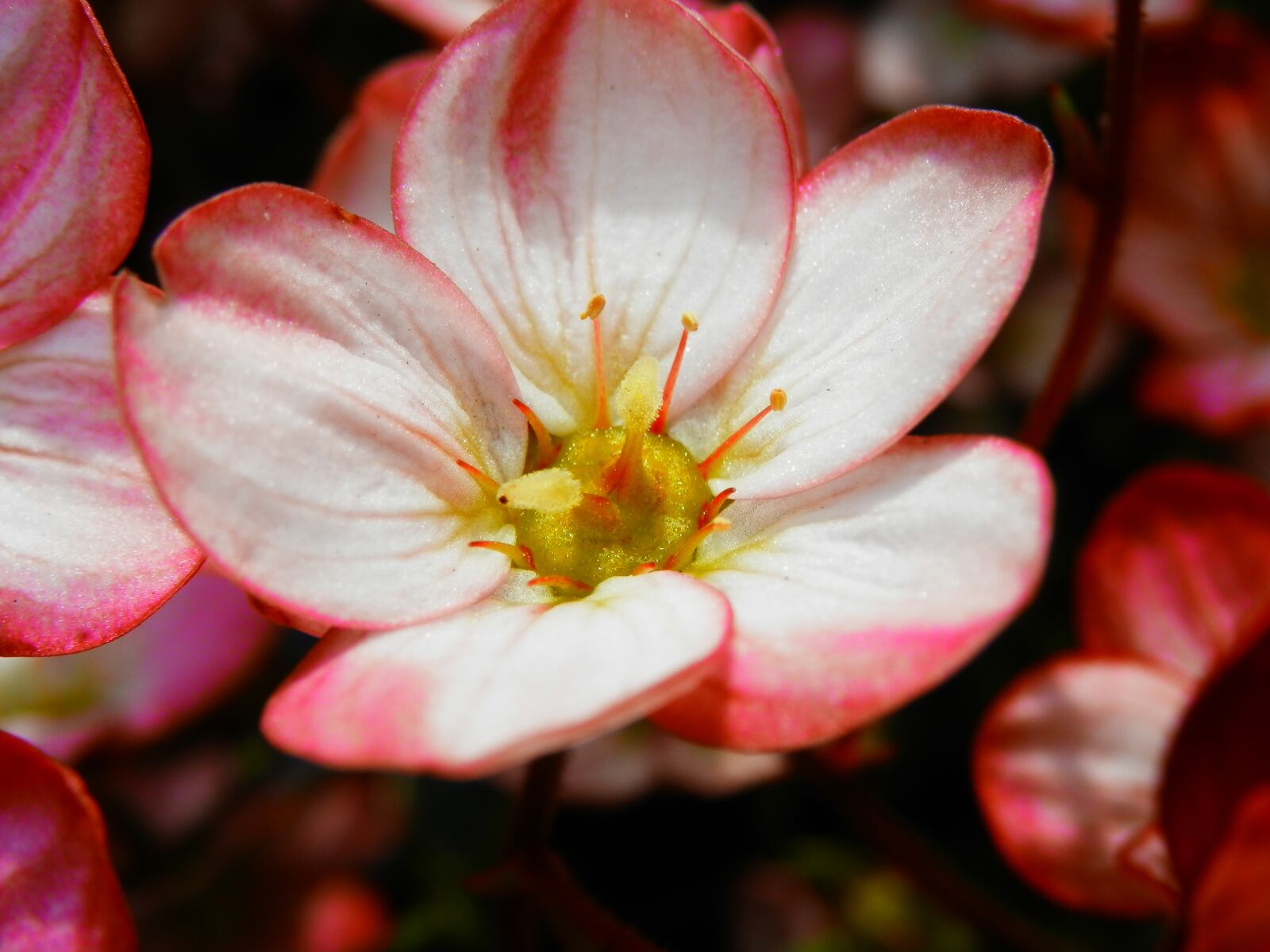 Olympus SZ-14 sample photo. Flower, red, petals photography