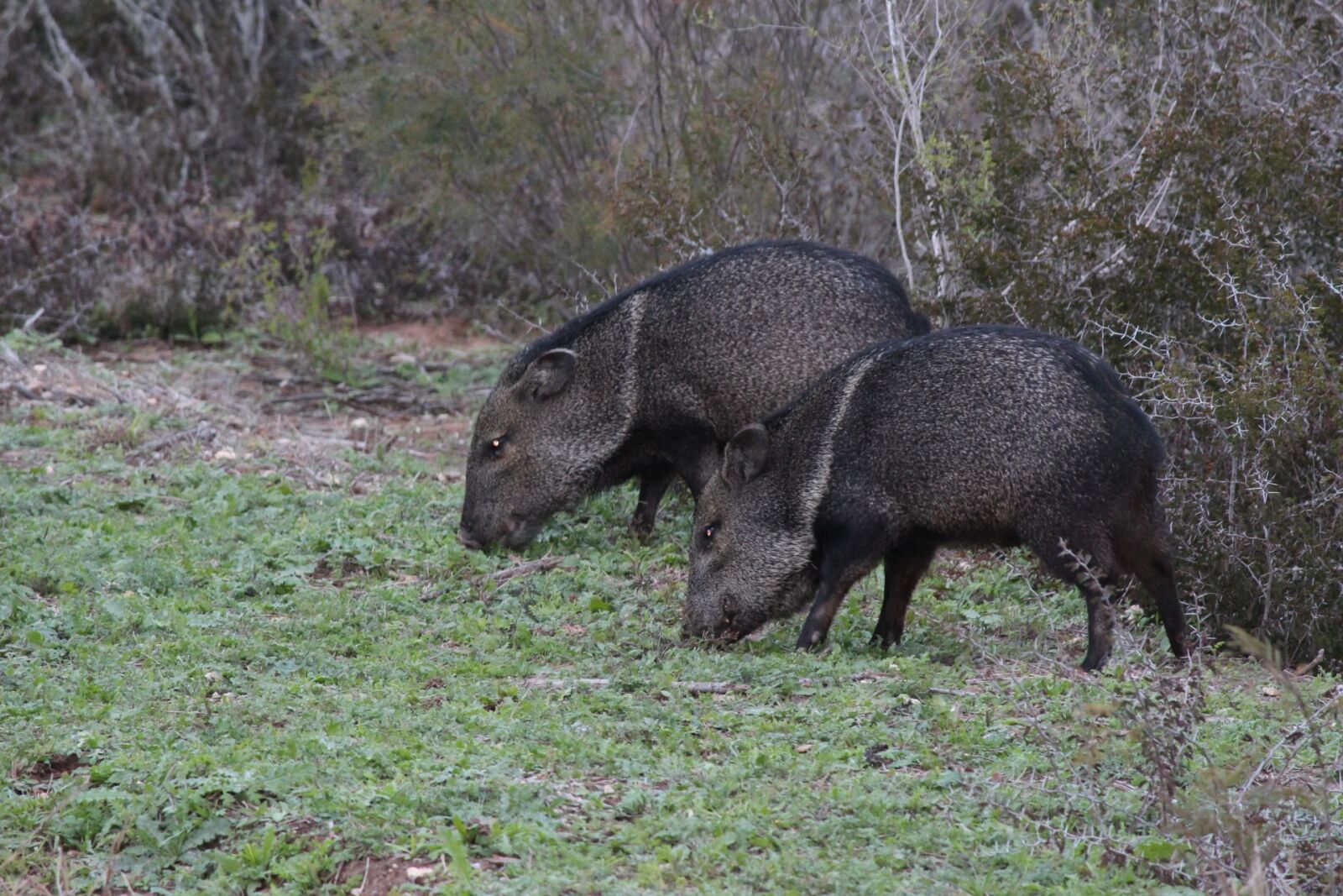 Canon EOS 100D (EOS Rebel SL1 / EOS Kiss X7) sample photo. Wild boars, texas, black photography