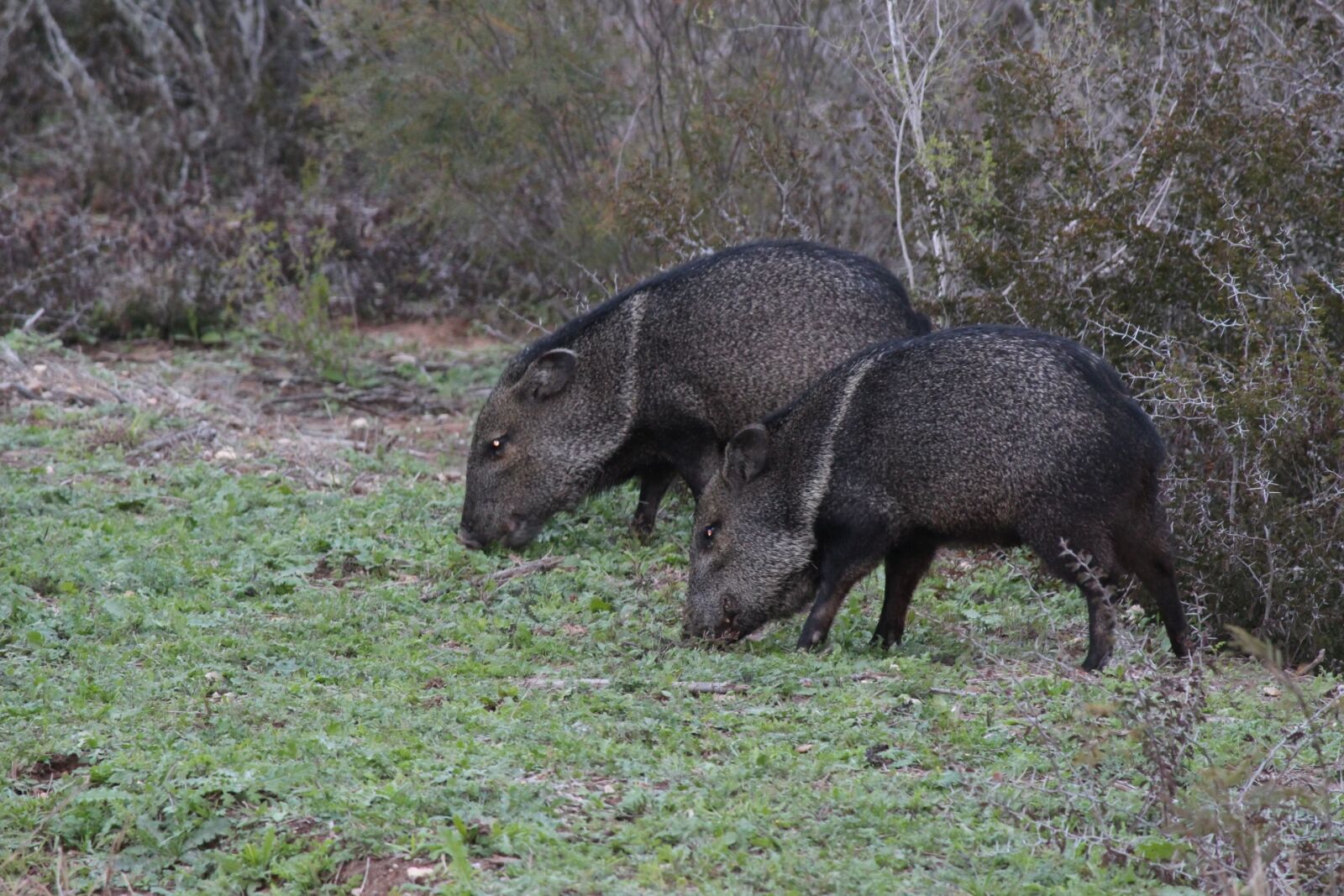 Canon EOS 100D (EOS Rebel SL1 / EOS Kiss X7) + Canon EF-S 55-250mm F4-5.6 IS II sample photo. Wild boars, texas, black photography