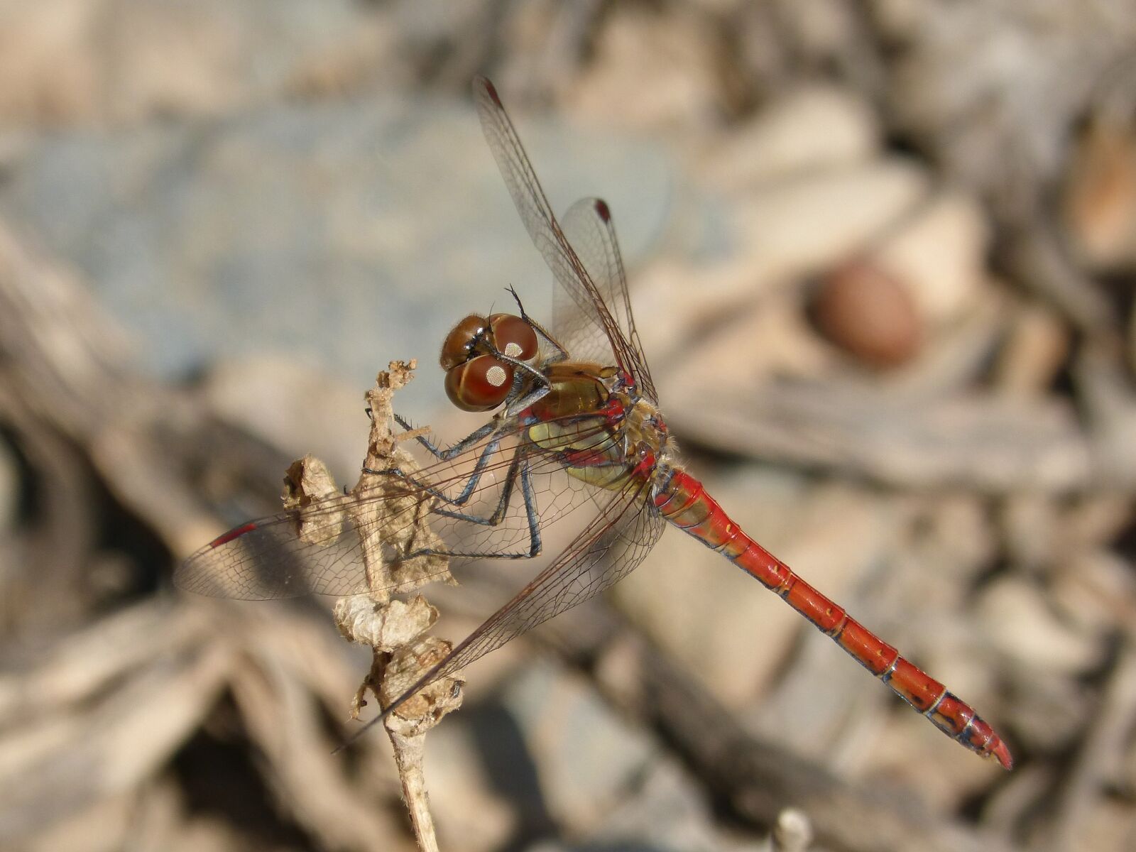 Panasonic DMC-FZ62 sample photo. Dragonfly, annulata trithemis, i photography