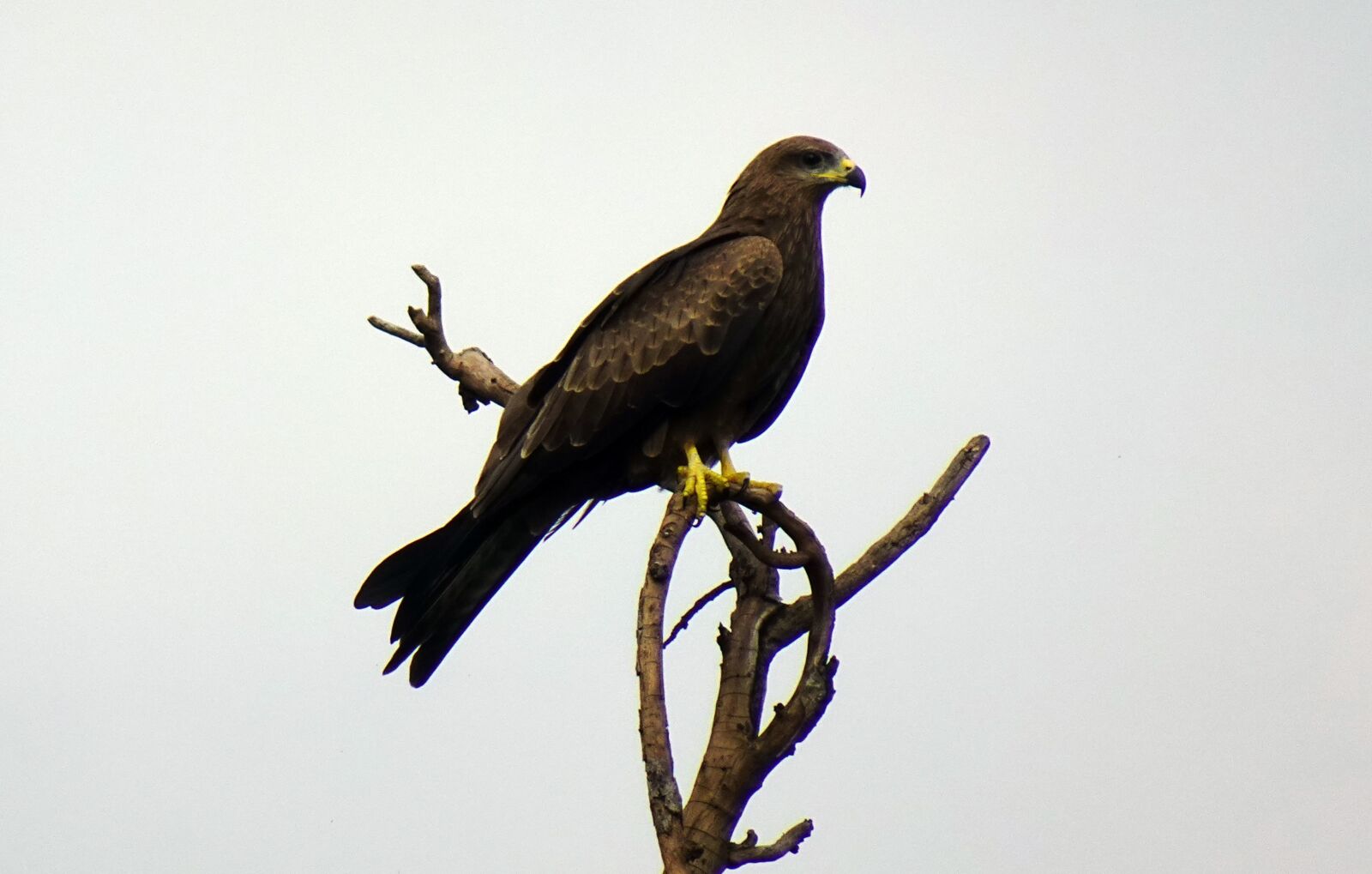Sony DSC-WX800 sample photo. Bird, avian, milvus migrans photography