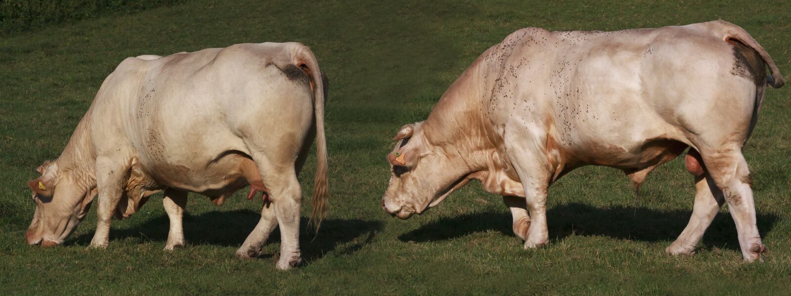 Canon EOS 50D sample photo. Cow, bull, animal photography