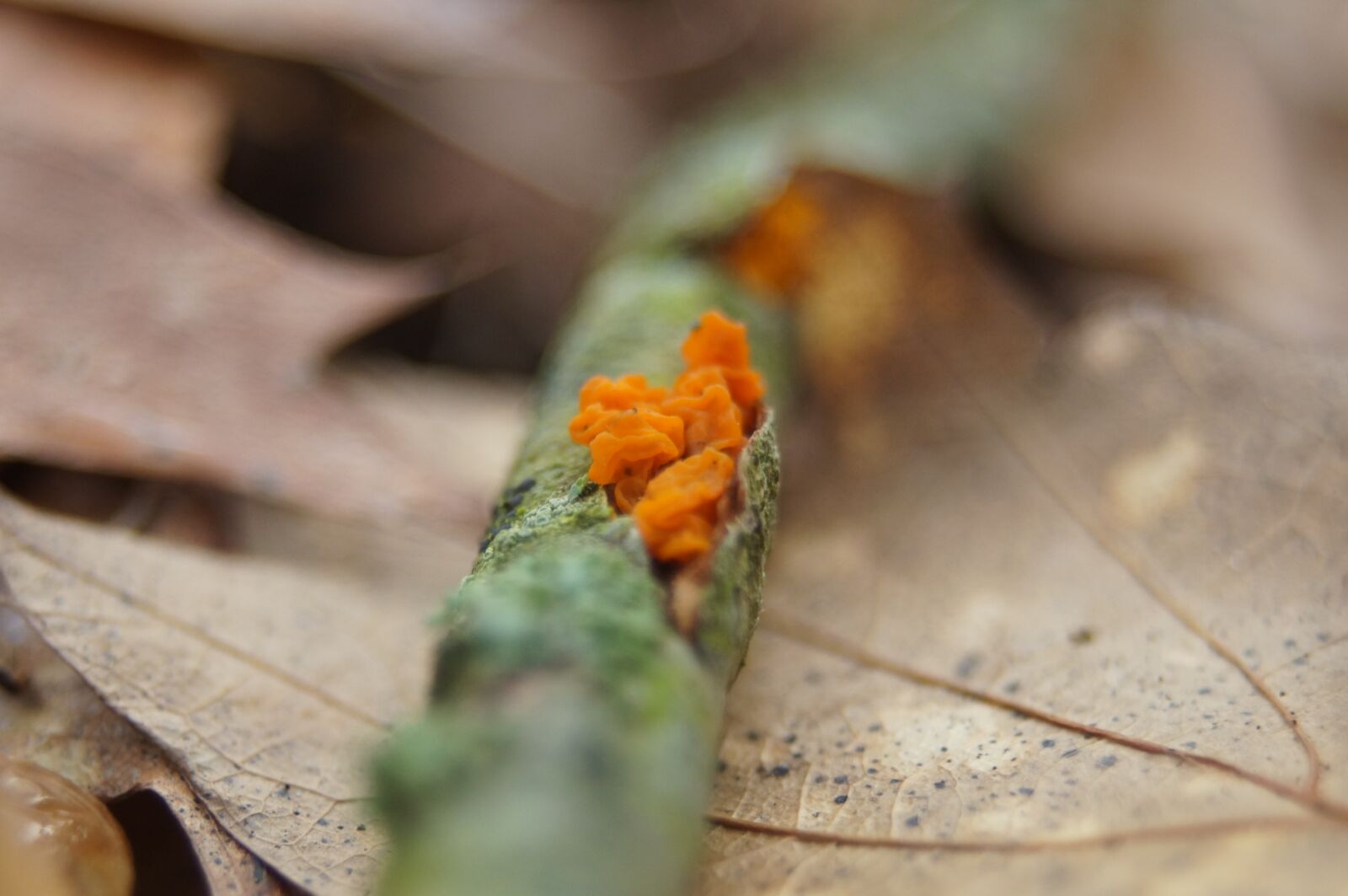 Sony SLT-A57 sample photo. Skovsvampe, the forest floor photography