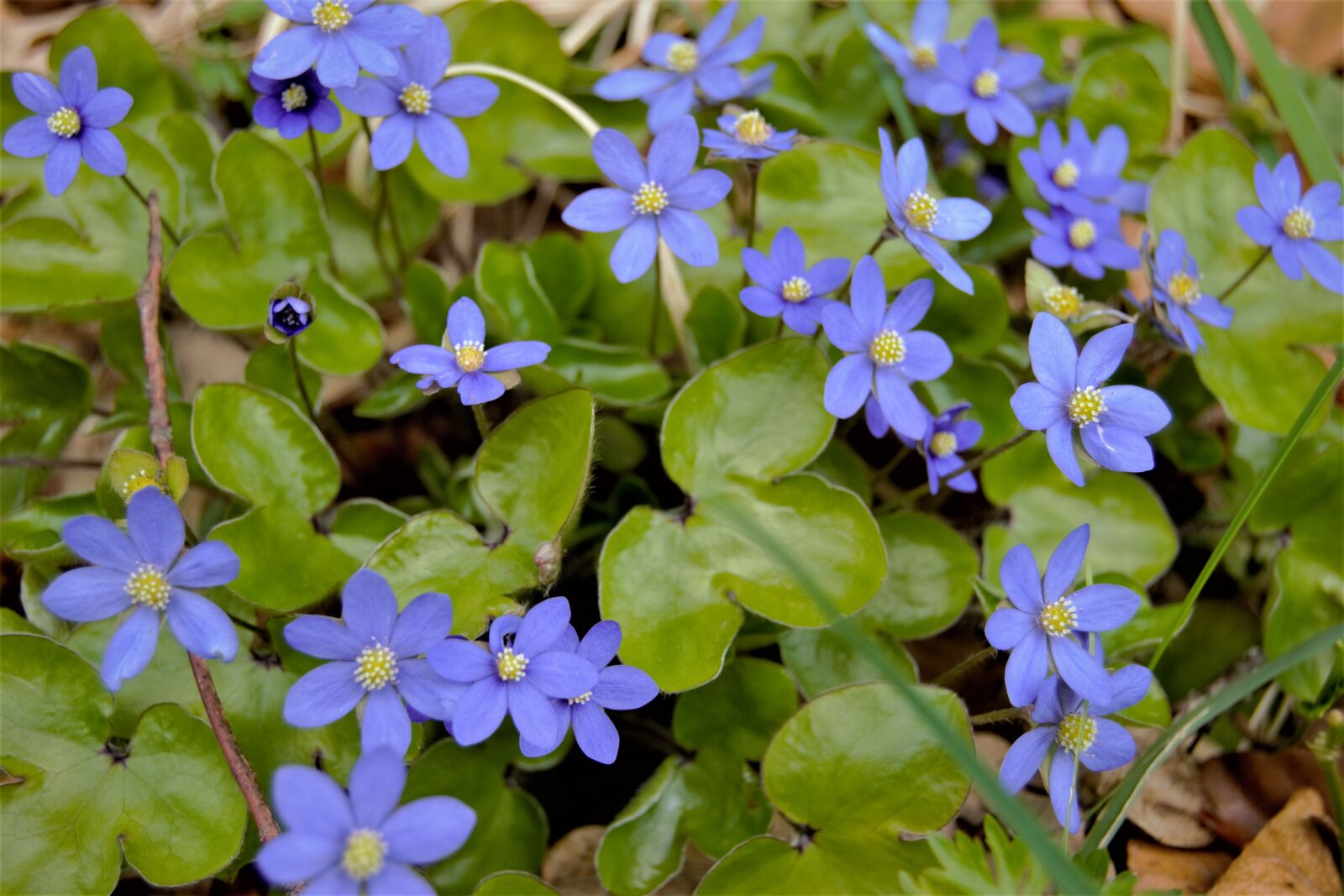 Nikon D3100 sample photo. Blue anemone, flower, spring photography