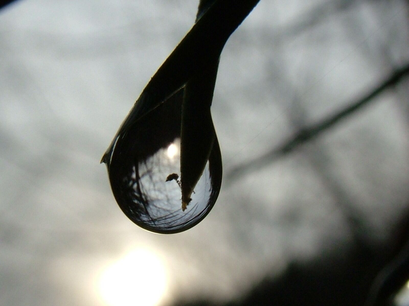 Fujifilm FinePix S7000 sample photo. Raindrop, mirroring, drip photography