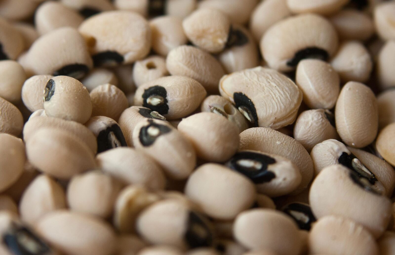 Canon EOS 1000D (EOS Digital Rebel XS / EOS Kiss F) sample photo. Beans, close, seed, bean photography