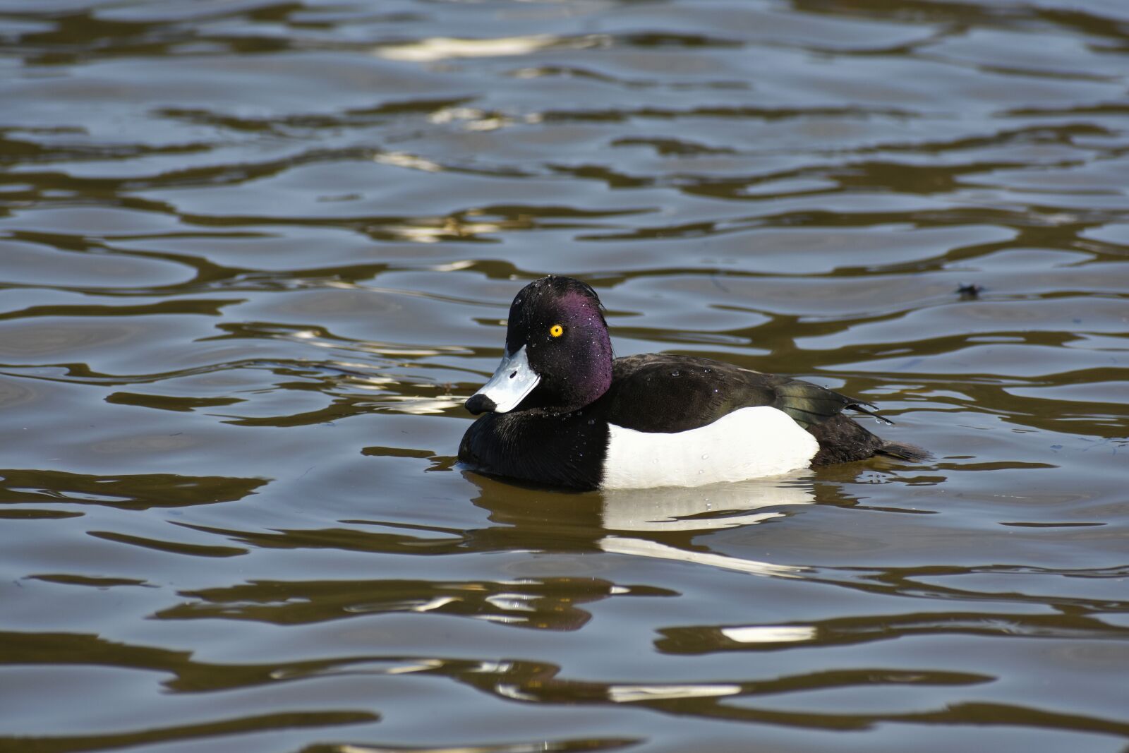 Nikon D7200 sample photo. Animal, lake, waterside photography