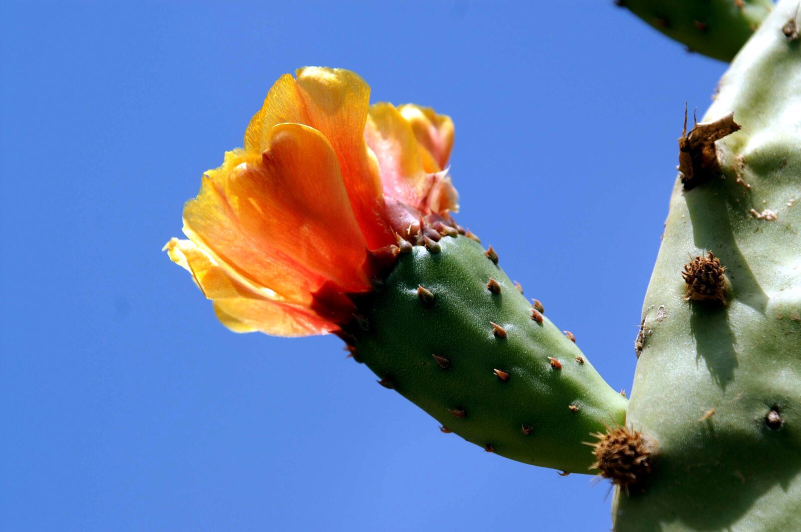 KONICA MINOLTA DYNAX 7D sample photo. Cactus, flower, plant photography
