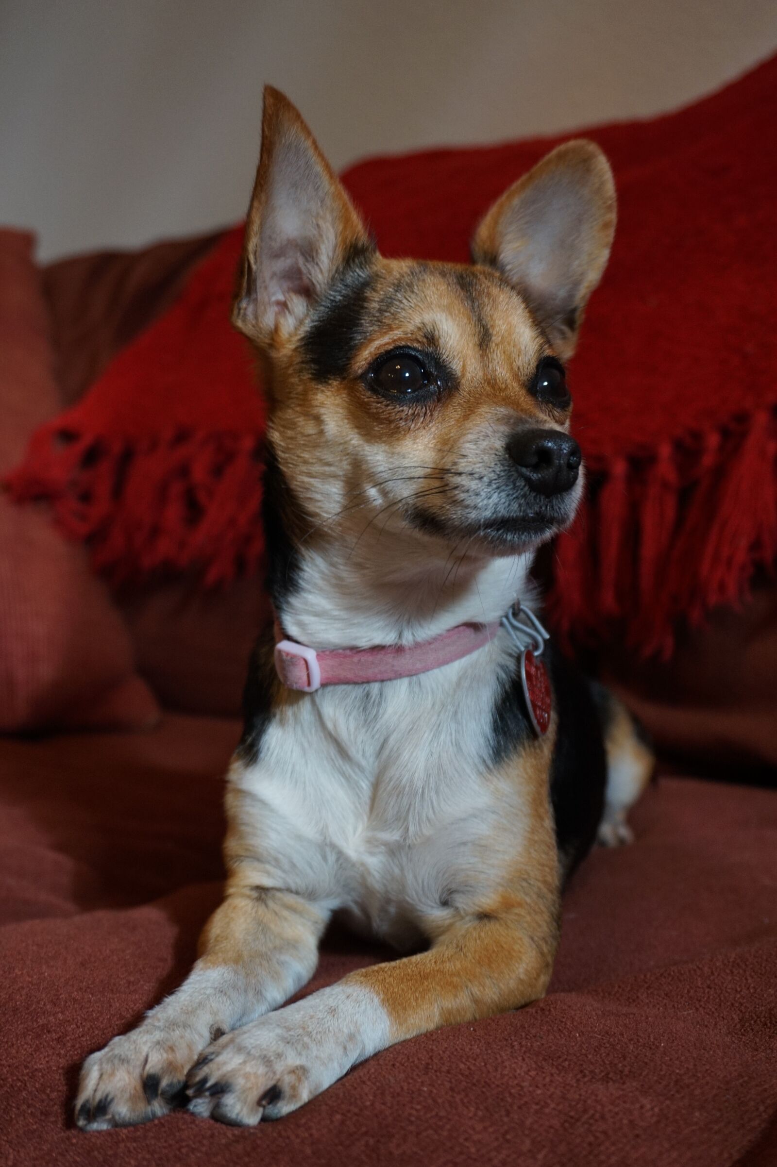 Sony Alpha a5000 (ILCE 5000) sample photo. Dog, posed, pet photography