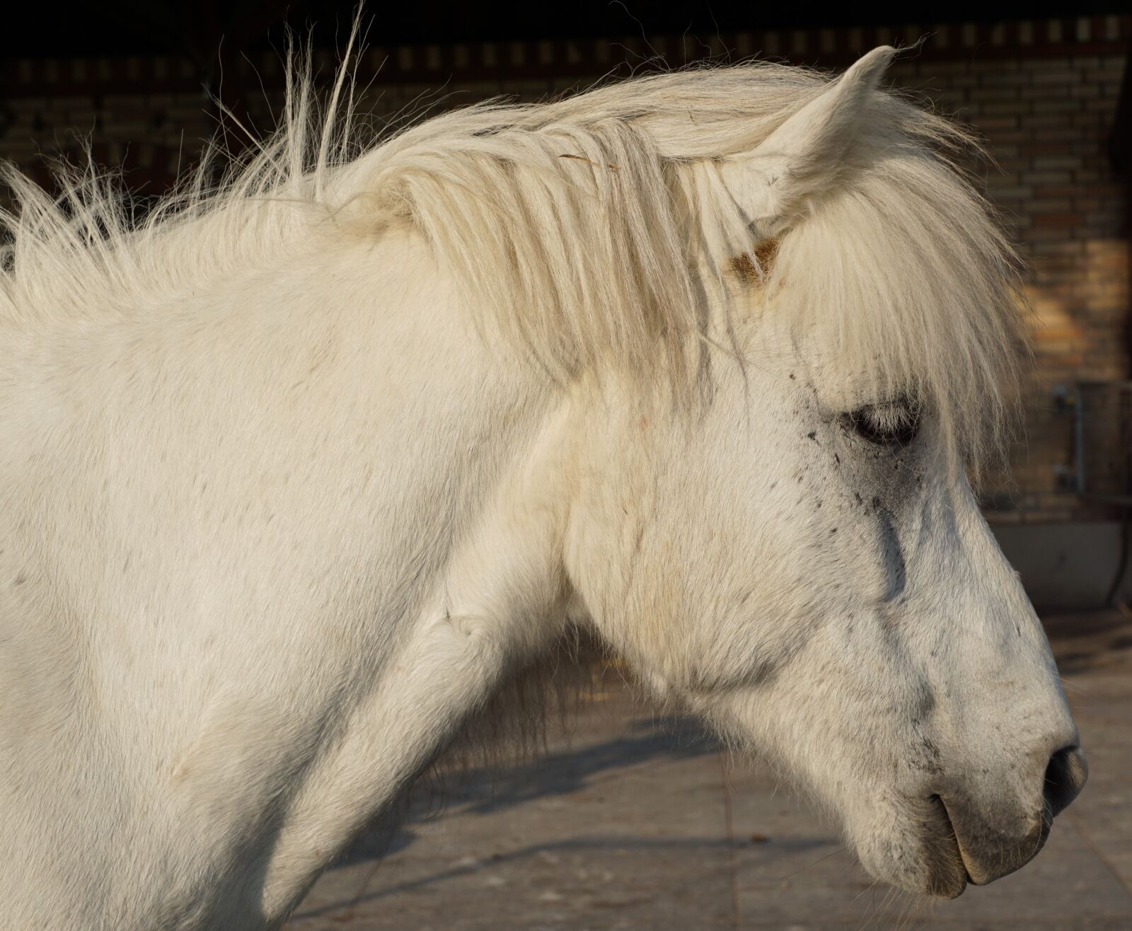 Sony ILCA-77M2 + Sony DT 16-50mm F2.8 SSM sample photo. Horse, white, mold photography