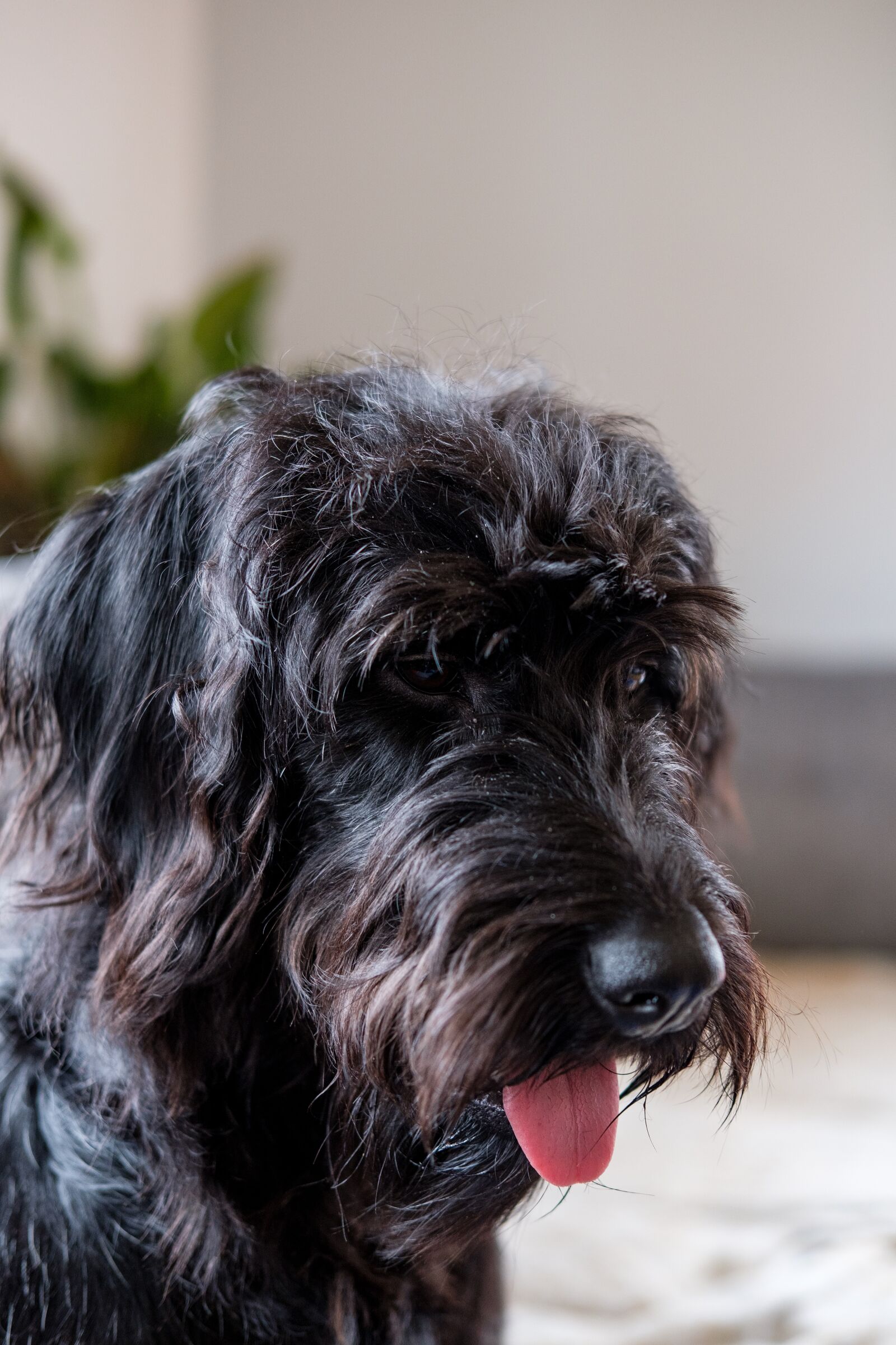 Fujifilm X-T2 + Fujifilm XF 35mm F2 R WR sample photo. Dog, pet, labradoodle photography