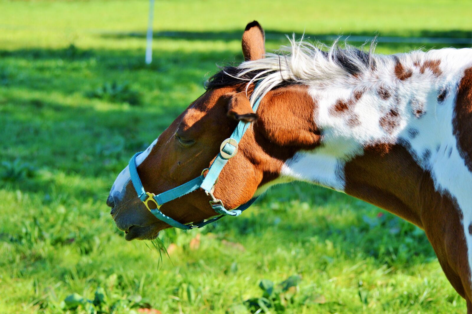 Nikon D3200 sample photo. Horse, ride, reiter photography