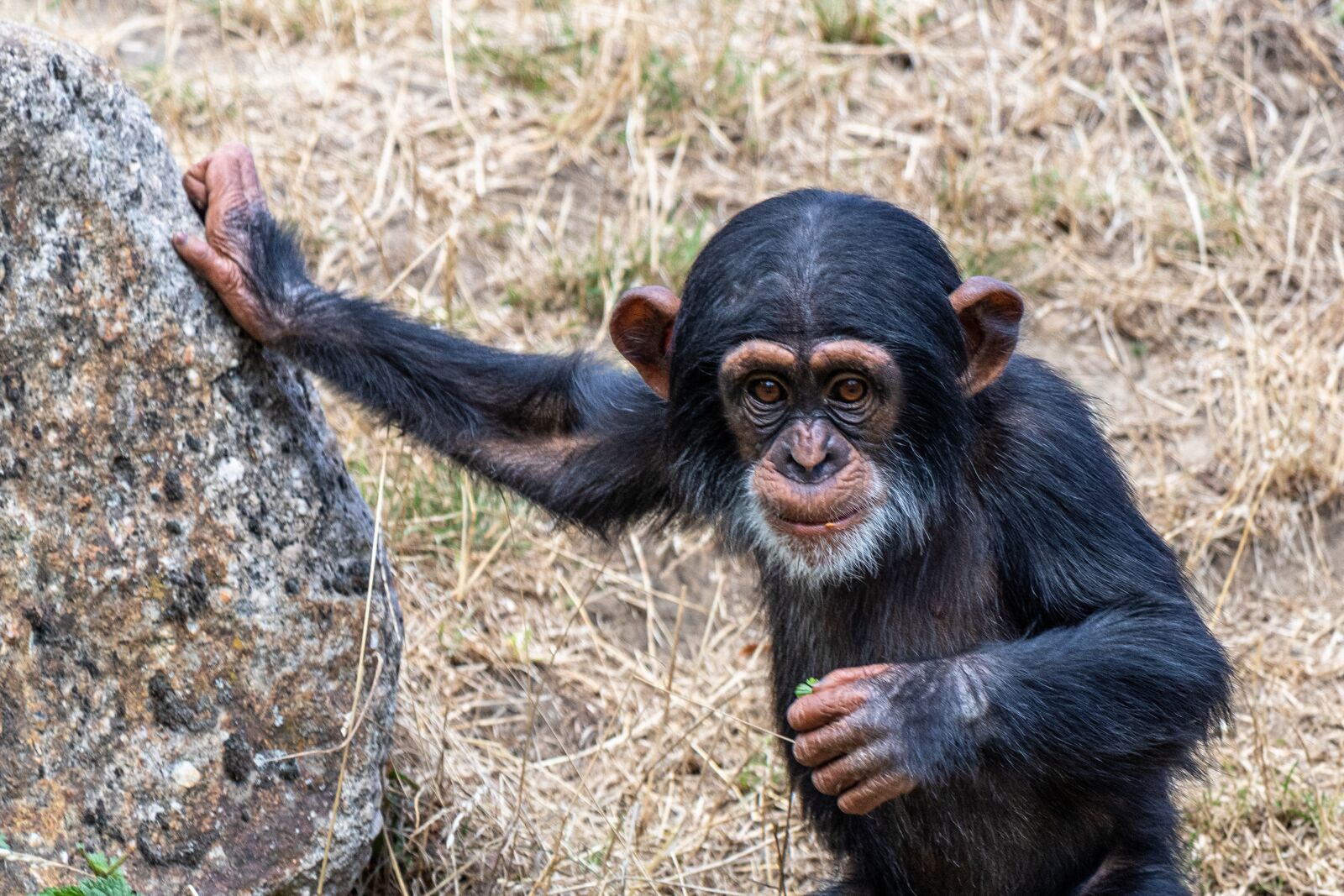Canon EF 70-300 F4-5.6 IS II USM sample photo. Monkey, zoo, mammal photography