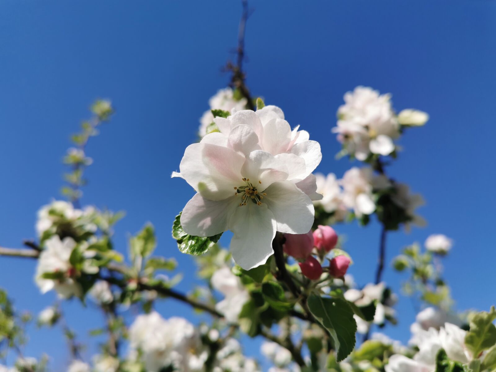 HUAWEI P30 sample photo. Sky, nature, tree photography