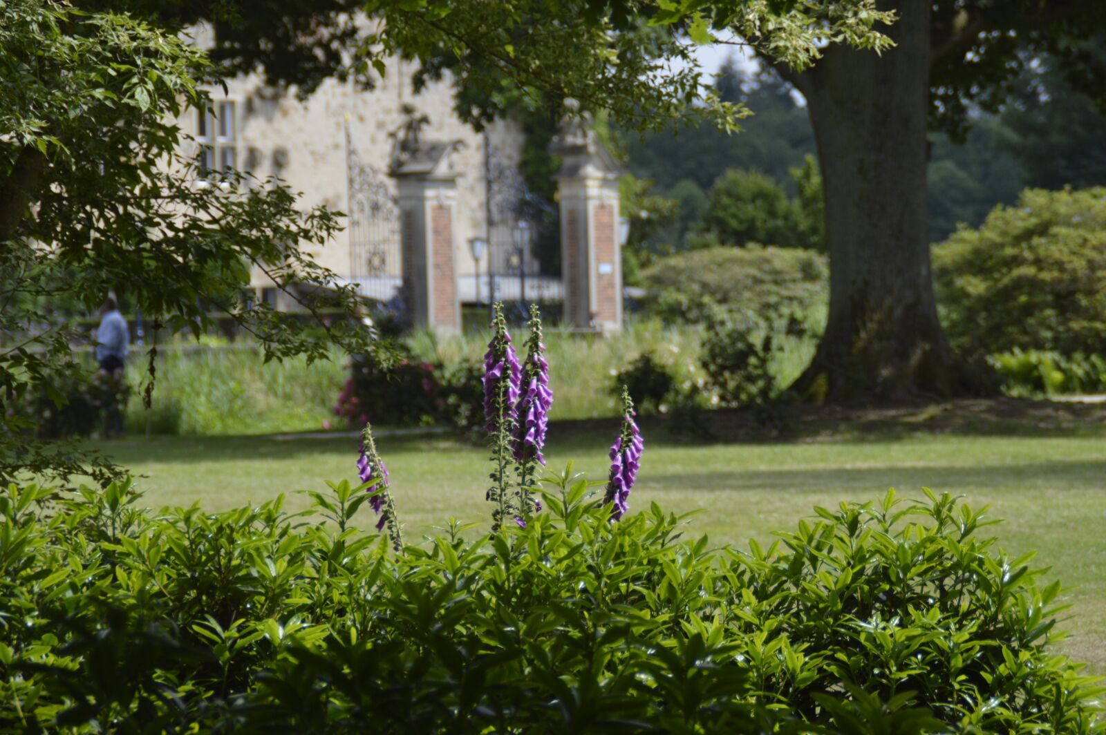 Nikon D3200 sample photo. Flowers, trees, park photography