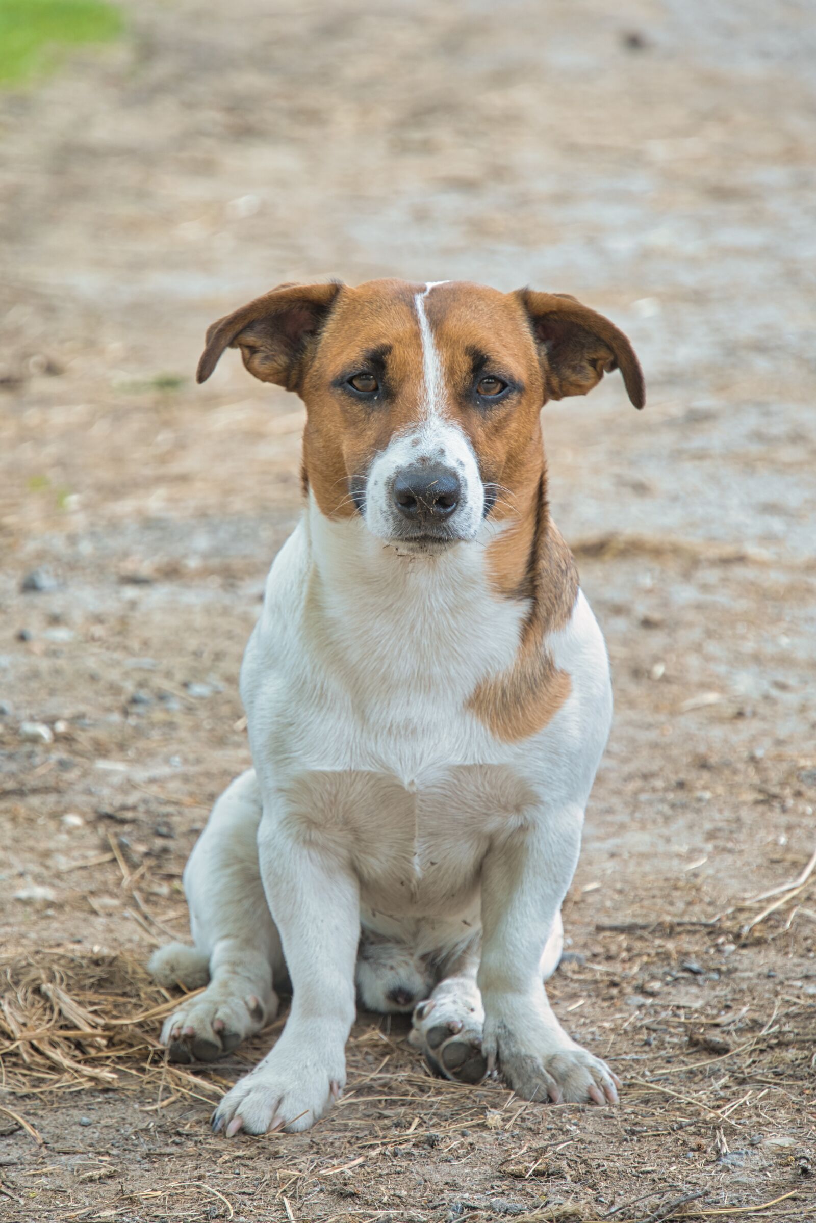 Sony a6400 sample photo. Jack russel, jack russel photography