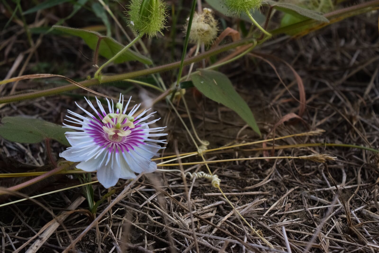 Nikon D5300 sample photo. Flower, exotica, grass photography