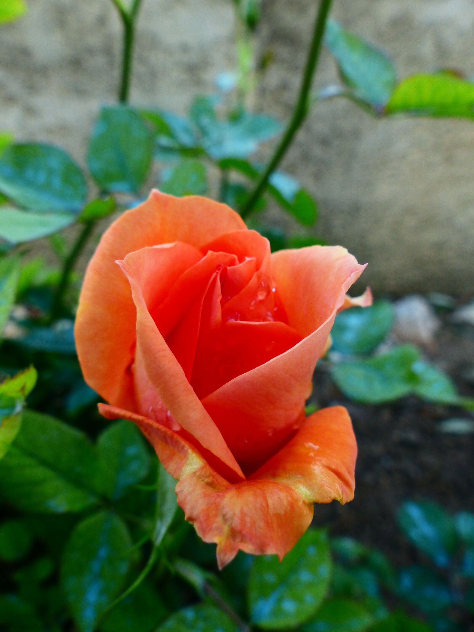 Panasonic Lumix DMC-FZ200 sample photo. Flower, pink, orange photography