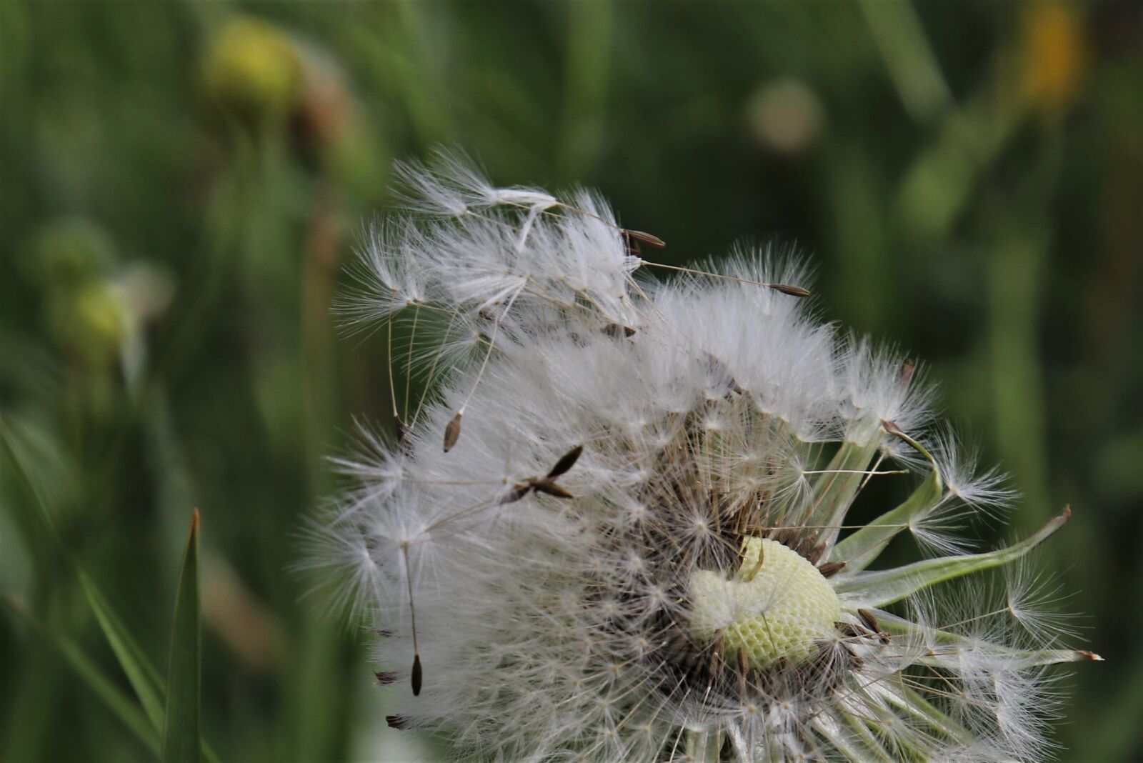 Canon EOS 80D sample photo. Nuns, filigree, dandelion together photography