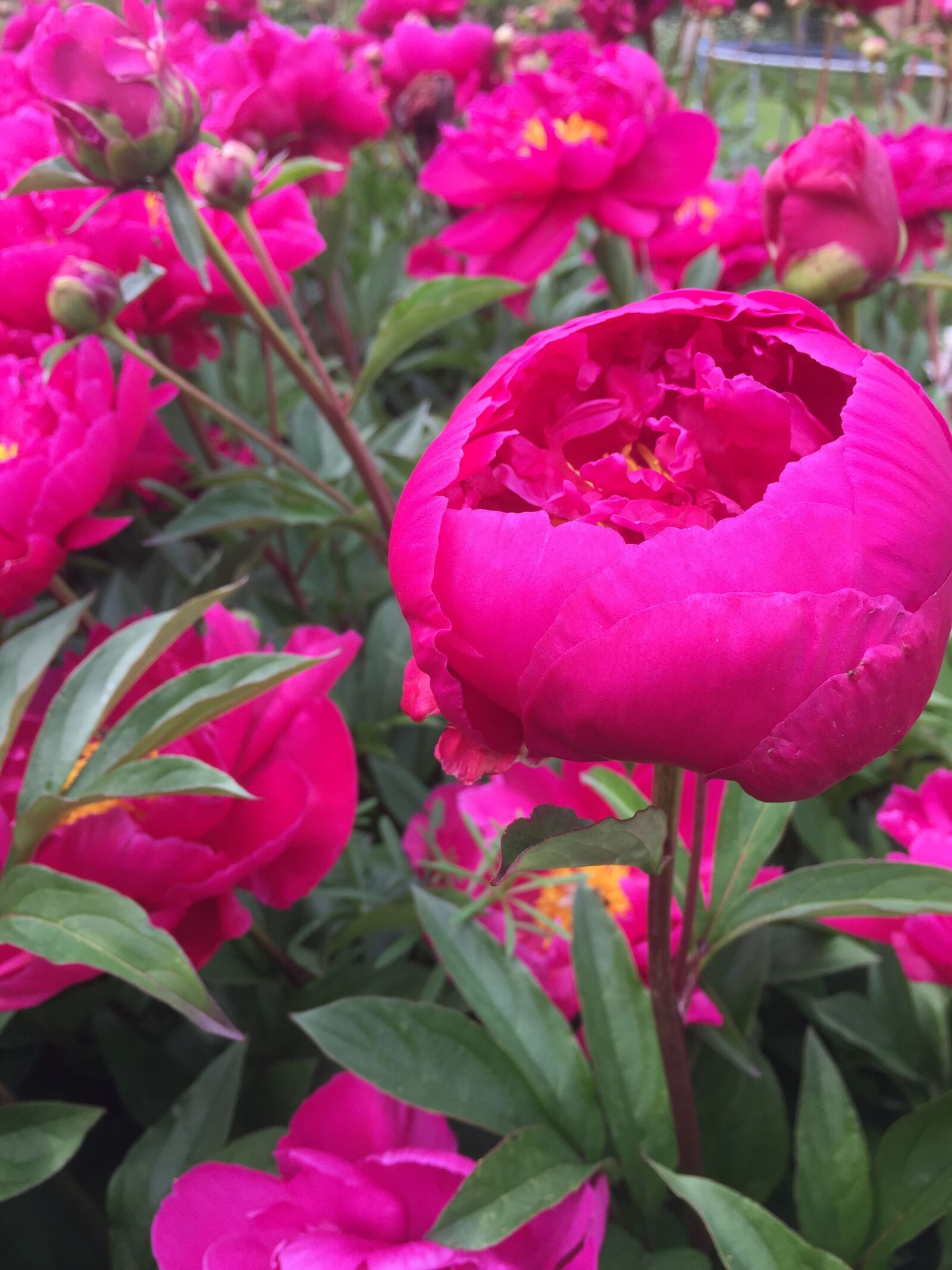 iPhone 6 back camera 4.15mm f/2.2 sample photo. Flowerhead, garden, nature photography