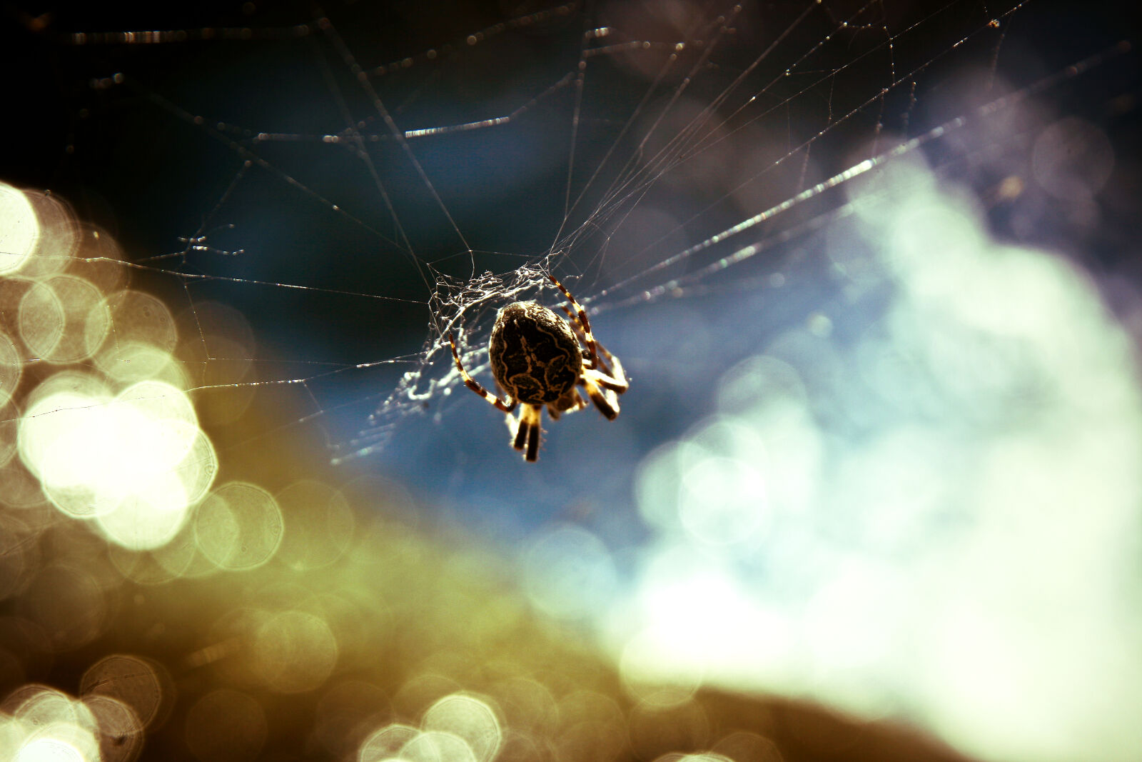 Canon EOS 400D (EOS Digital Rebel XTi / EOS Kiss Digital X) sample photo. Animal, cobweb, insect, spider photography