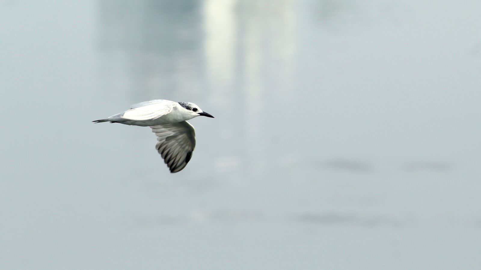 Canon EOS 1300D (EOS Rebel T6 / EOS Kiss X80) sample photo. Tern, whiskered, bird photography