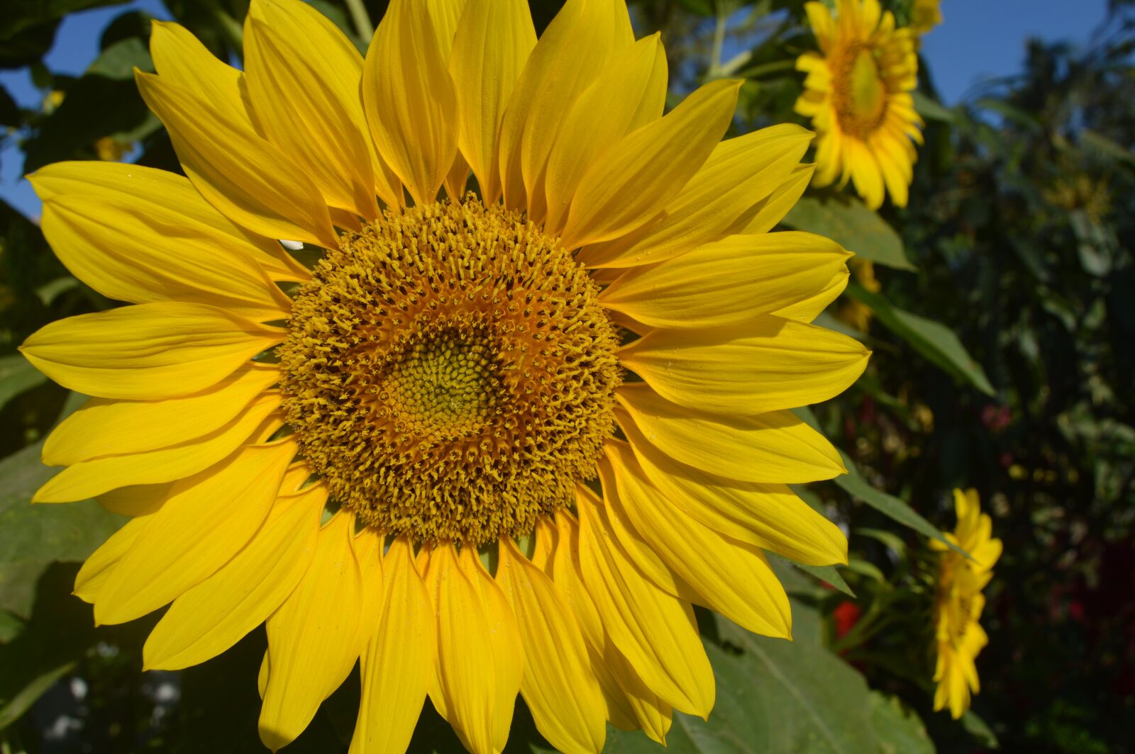 Nikon D3200 sample photo. Nature, yellow, blossom photography