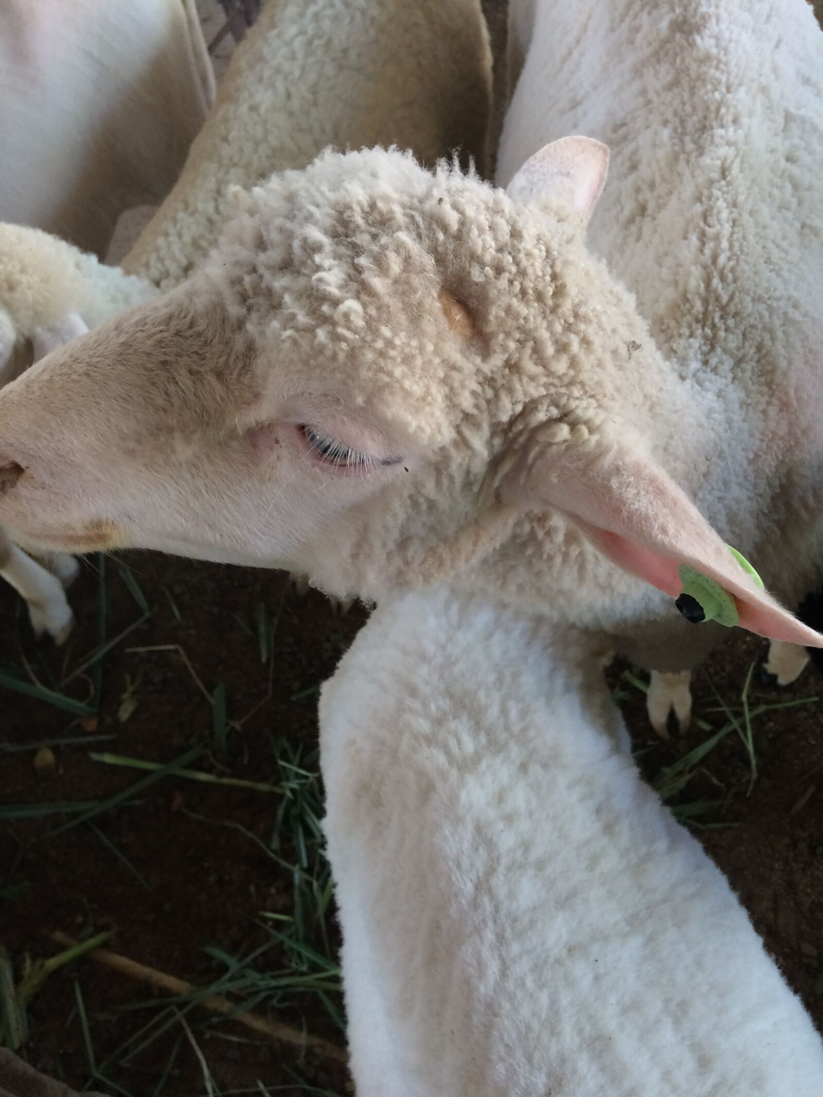 iPhone 5s back camera 4.15mm f/2.2 sample photo. Sheep, sheep, farm, sheep photography