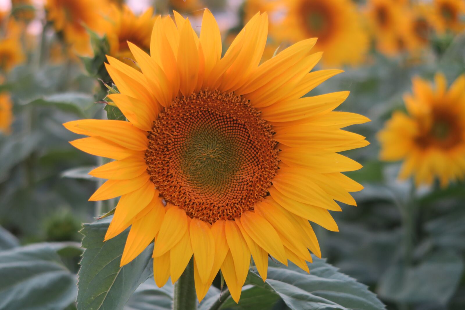 Canon PowerShot G7 X sample photo. Sunflower, plant, flower photography