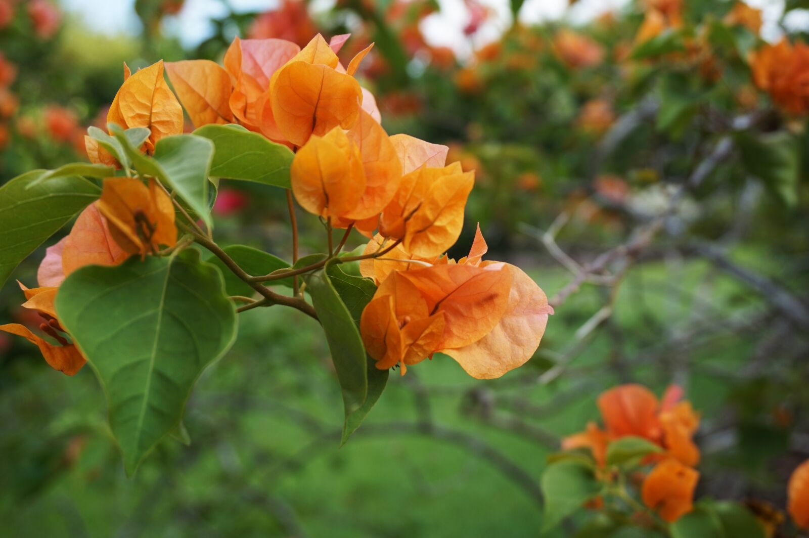 Sony Alpha a5000 (ILCE 5000) sample photo. Bougainvillea, flower, garden photography