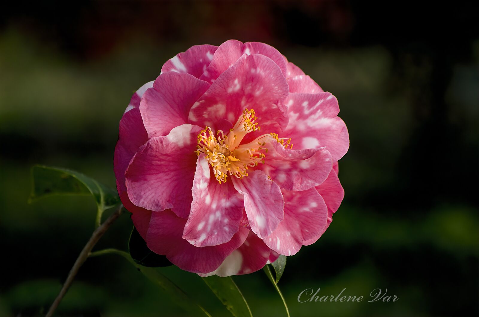 smc PENTAX-DA L 50-200mm F4-5.6 ED sample photo. Camellia, flower, bloom photography