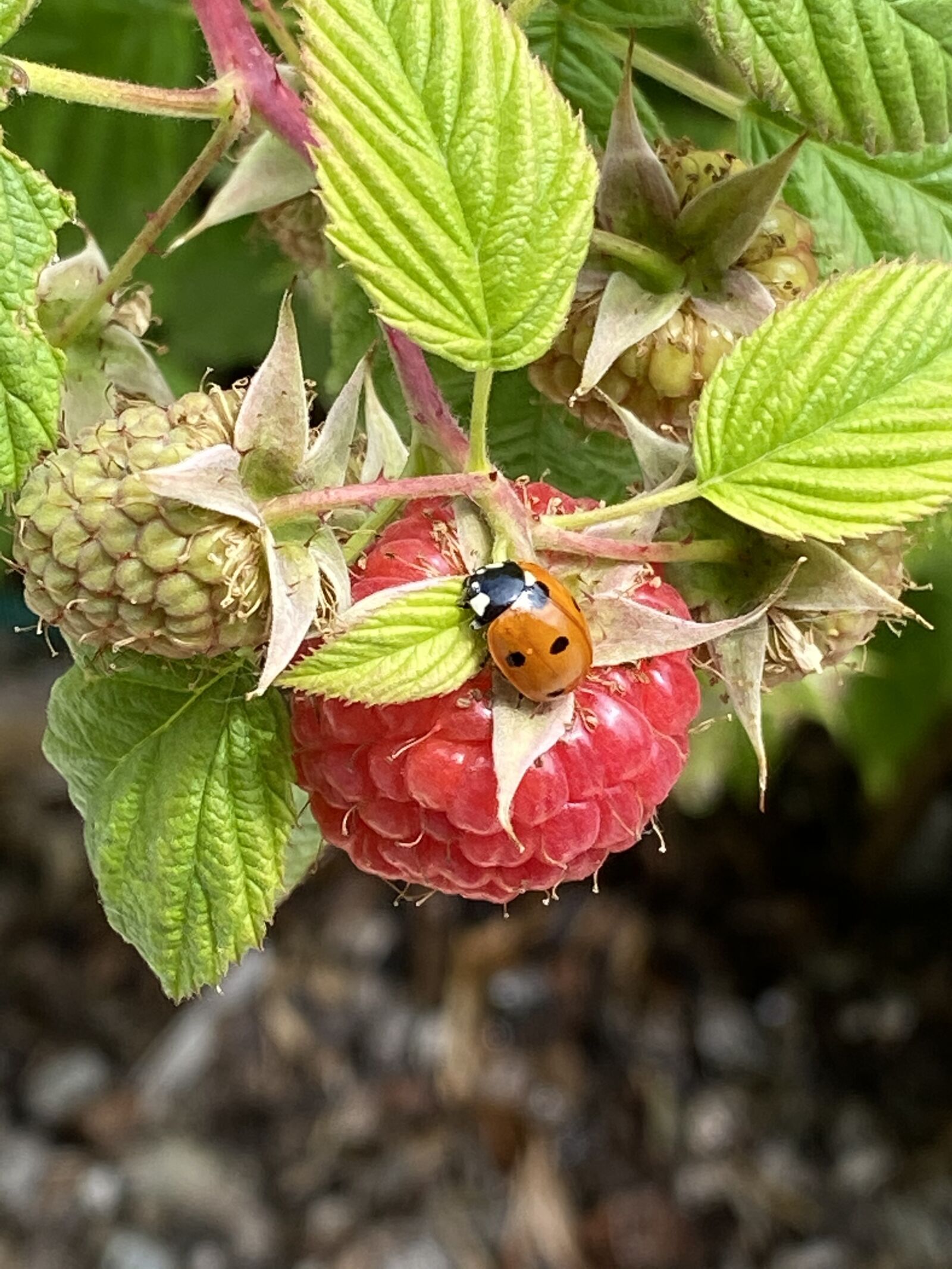 iPhone 11 Pro Max back triple camera 4.25mm f/1.8 sample photo. Ladybug, raspberry, nature photography