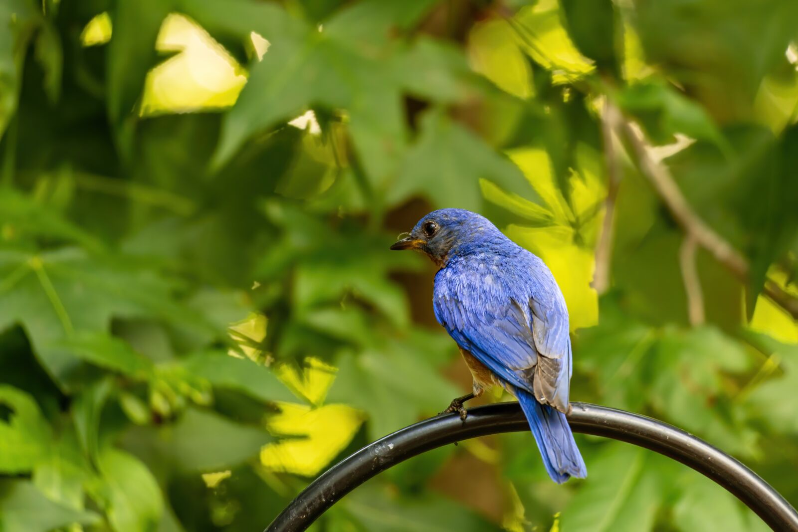 Sony E 70-350mm F4.5-6.3 G OSS sample photo. Eastern bluebird, male bluebird photography