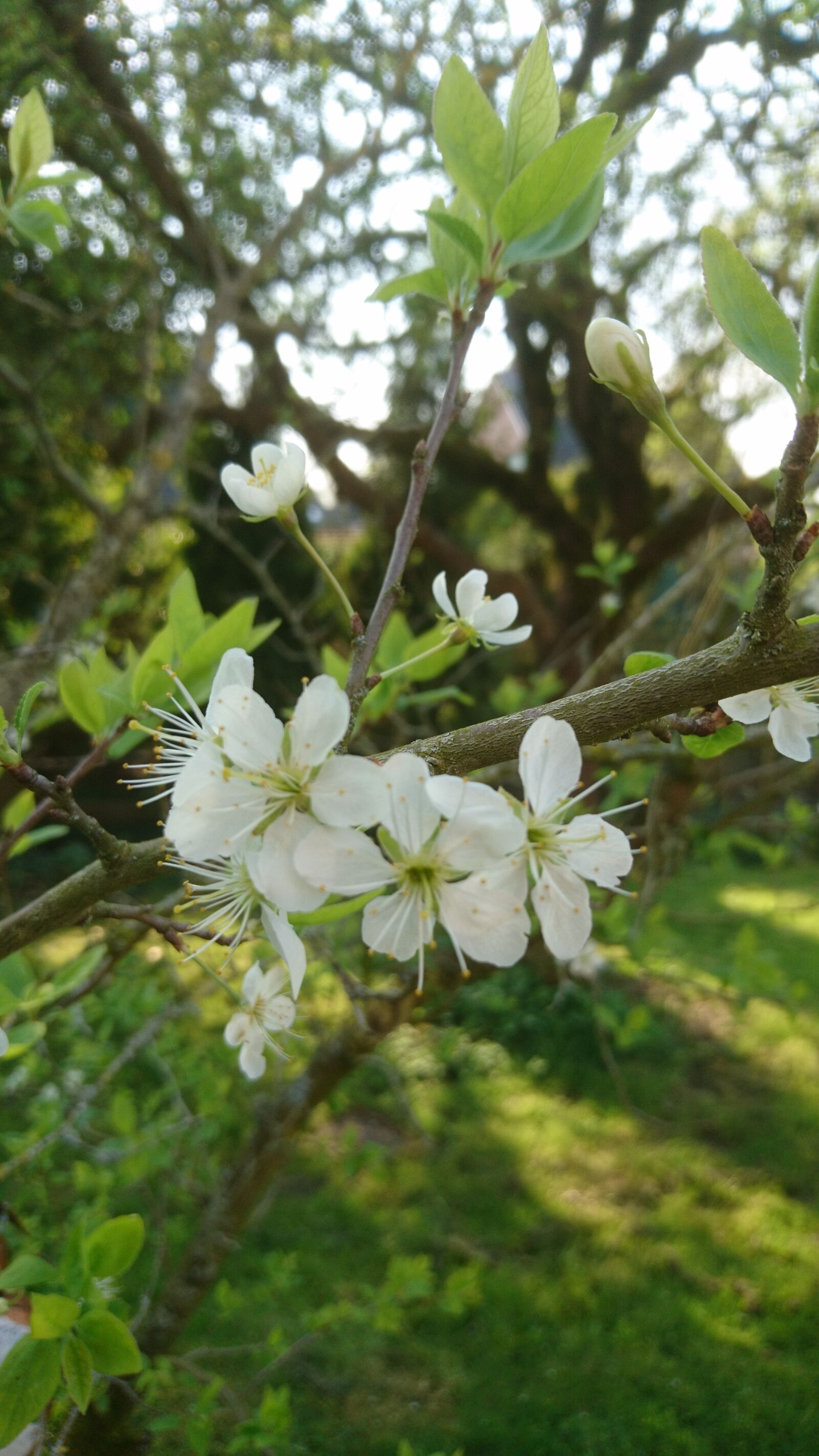 Sony Xperia X Compact sample photo. Tree, nature, flower photography