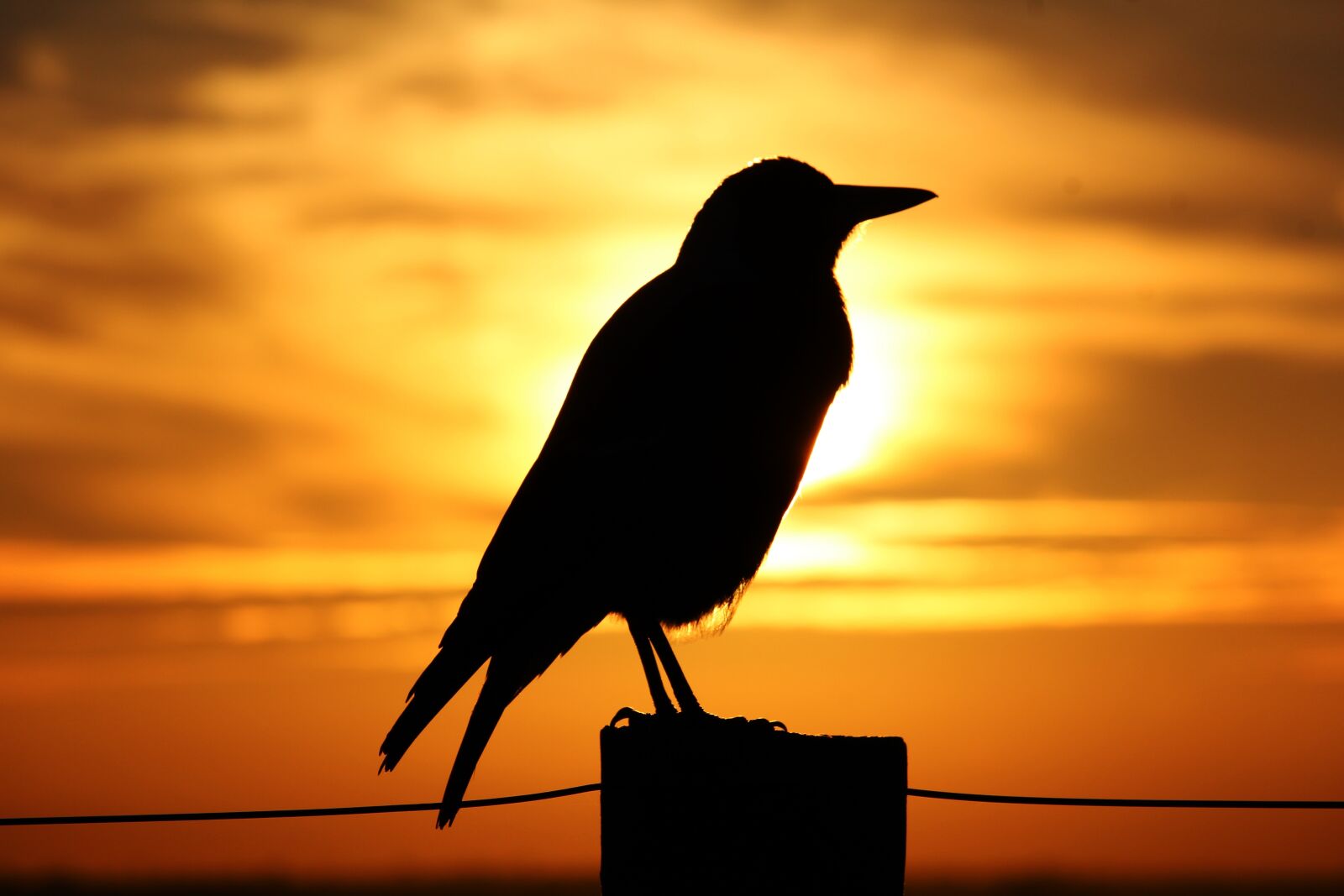 Canon EF-S 55-250mm F4-5.6 IS STM sample photo. Magpie, sunset, sunrise photography