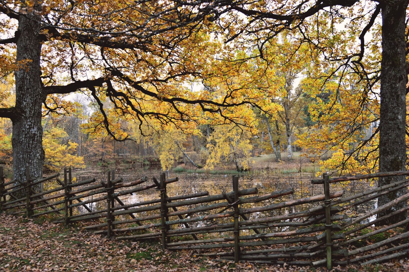 Nikon D3200 sample photo. Autumn, sweden, småland photography