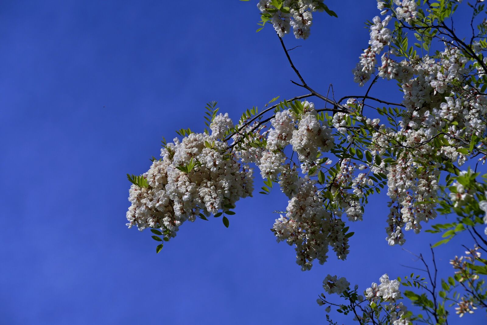Panasonic Lumix DMC-FZ1000 sample photo. Acacia, branch, tree photography