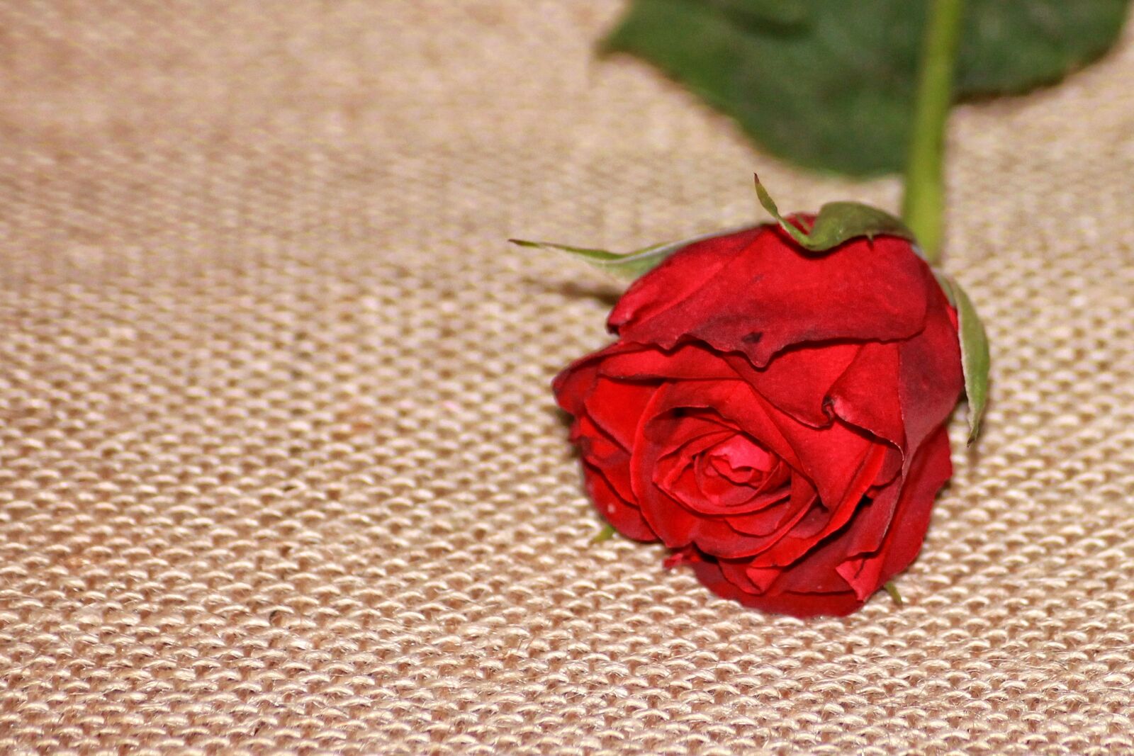 Canon EOS 1100D (EOS Rebel T3 / EOS Kiss X50) sample photo. Rose, red, red rose photography