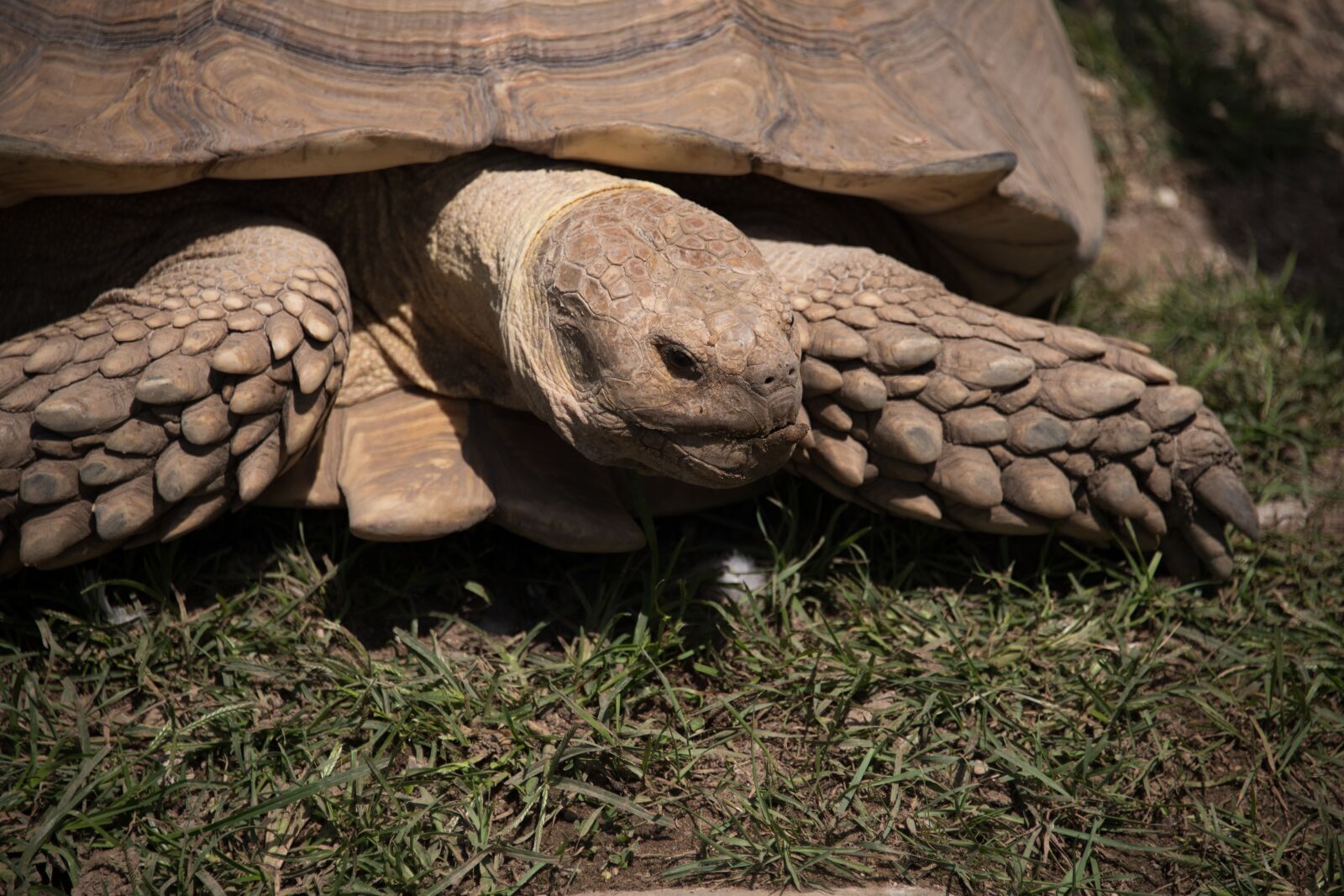 Nikon D850 sample photo. Tortoise, zoo, shell photography