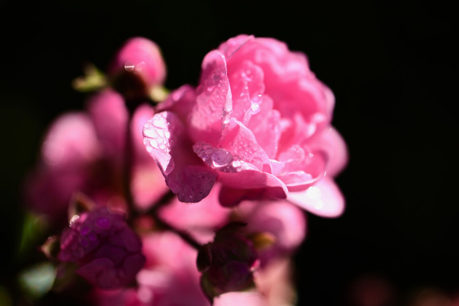 Canon EOS 700D (EOS Rebel T5i / EOS Kiss X7i) sample photo. Rose, pink, water photography