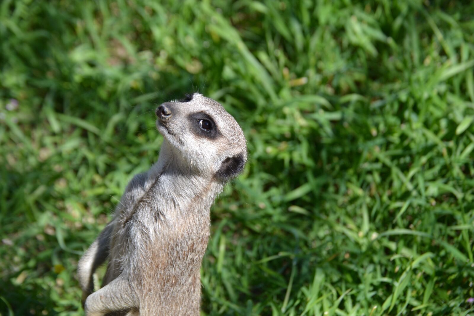 Nikon D3100 sample photo. Lemur, animal, mammal photography
