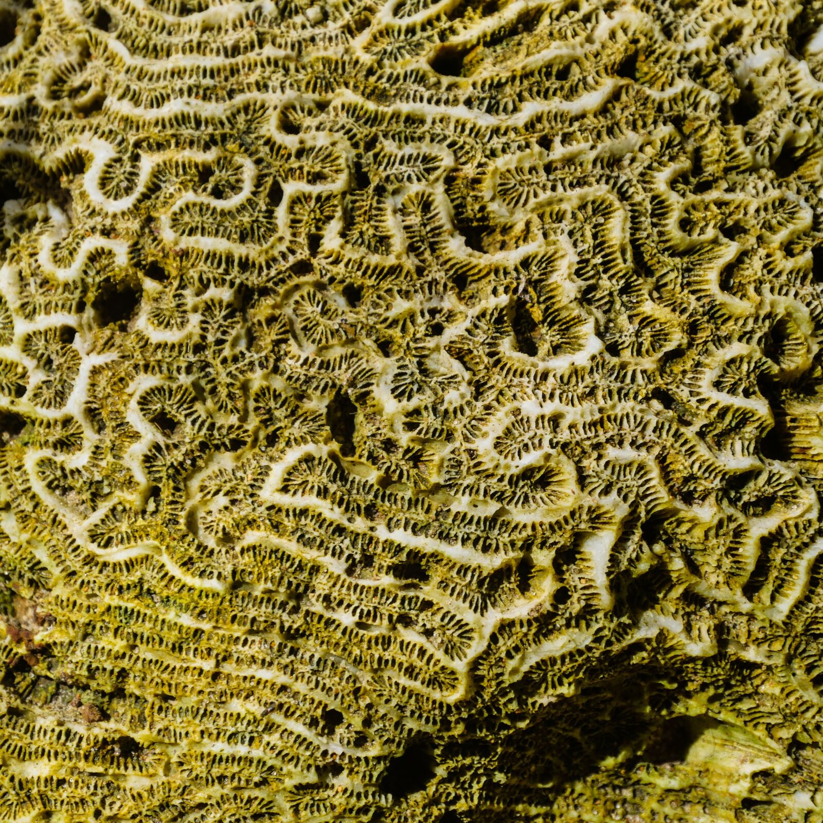Panasonic Lumix DMC-GX8 sample photo. Coral, sea, structure photography