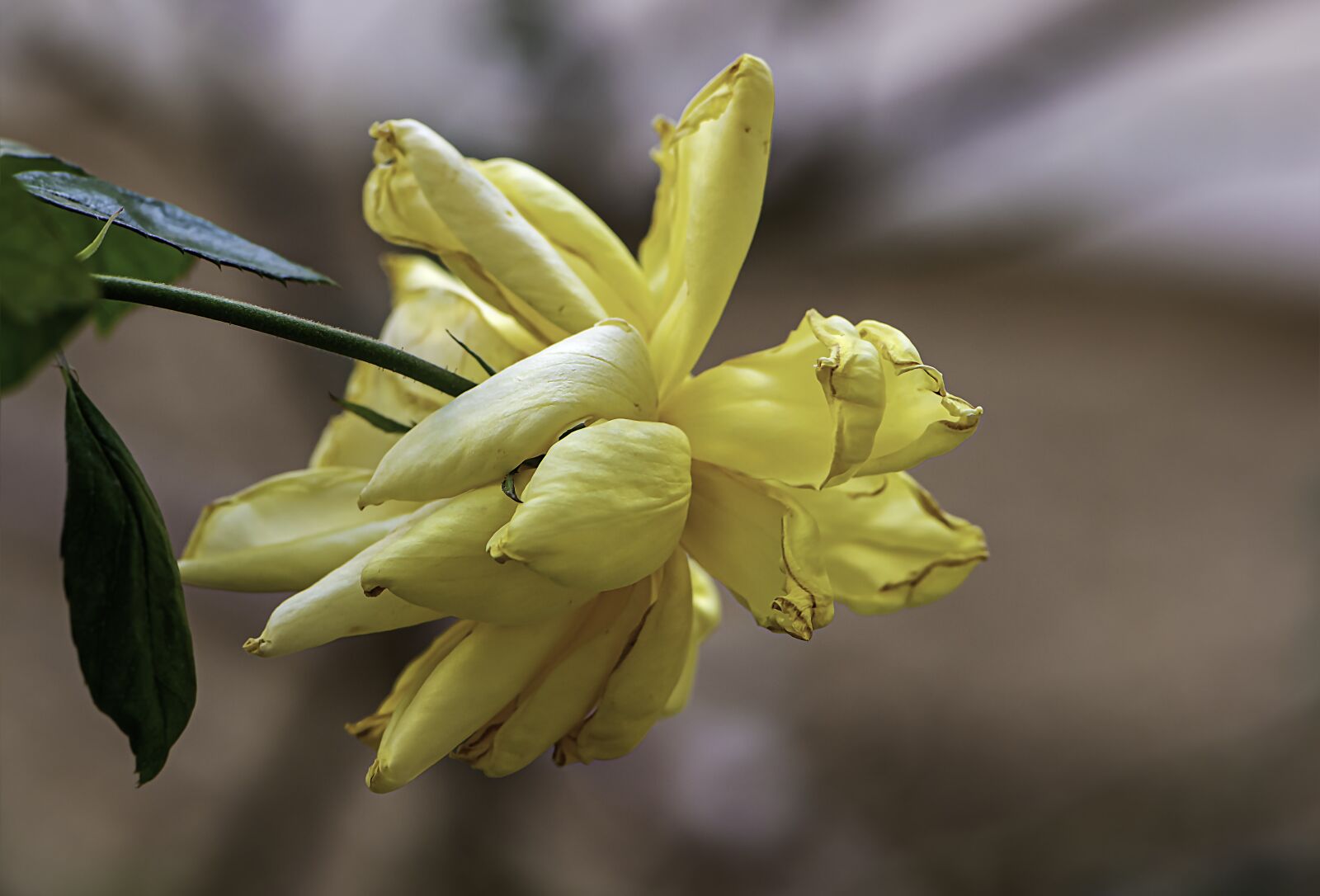 Nikon D5600 sample photo. Flower, plant, rose just photography