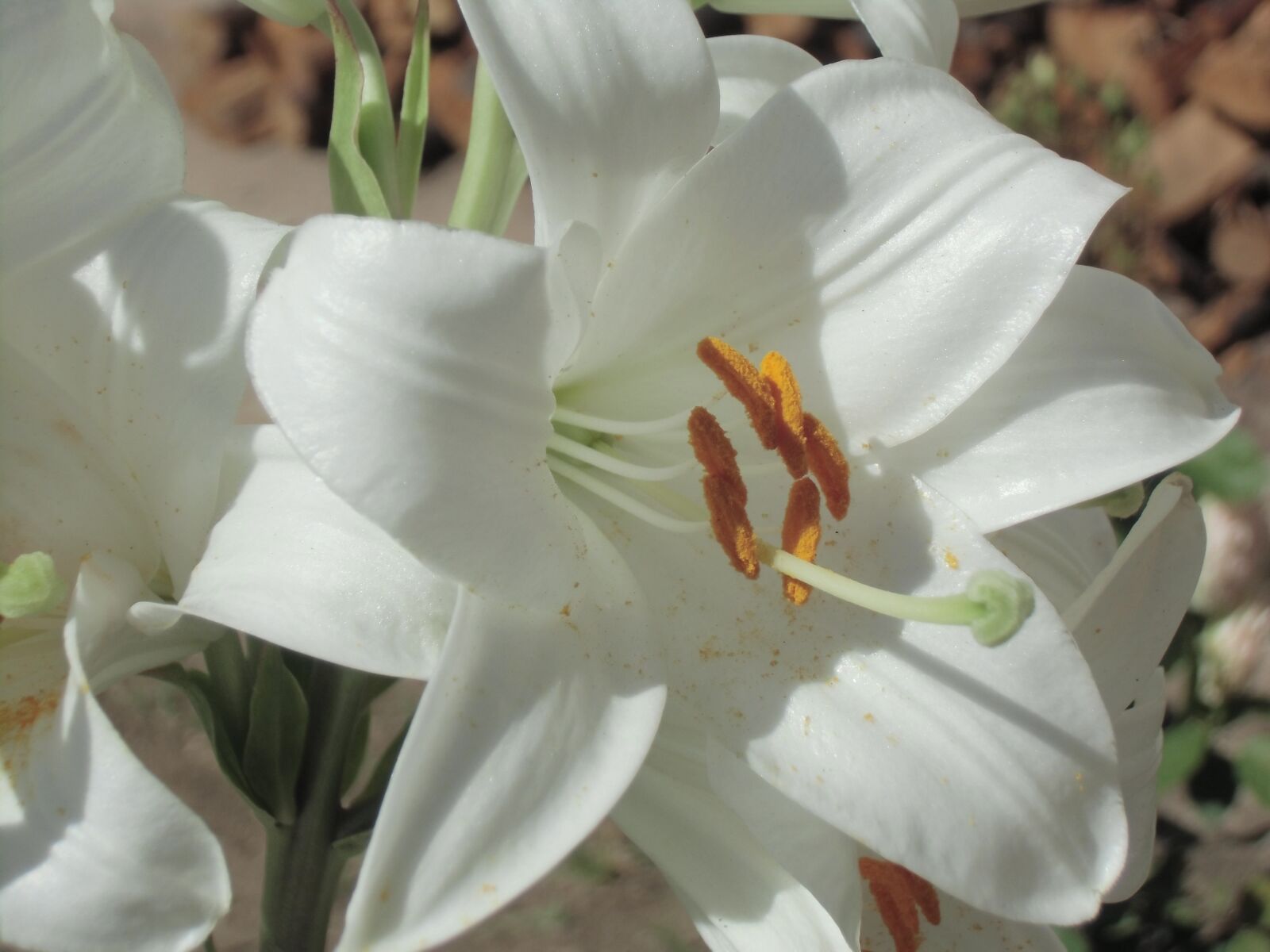 CASIO EX-ZS150 sample photo. Lilies, lily, nature photography